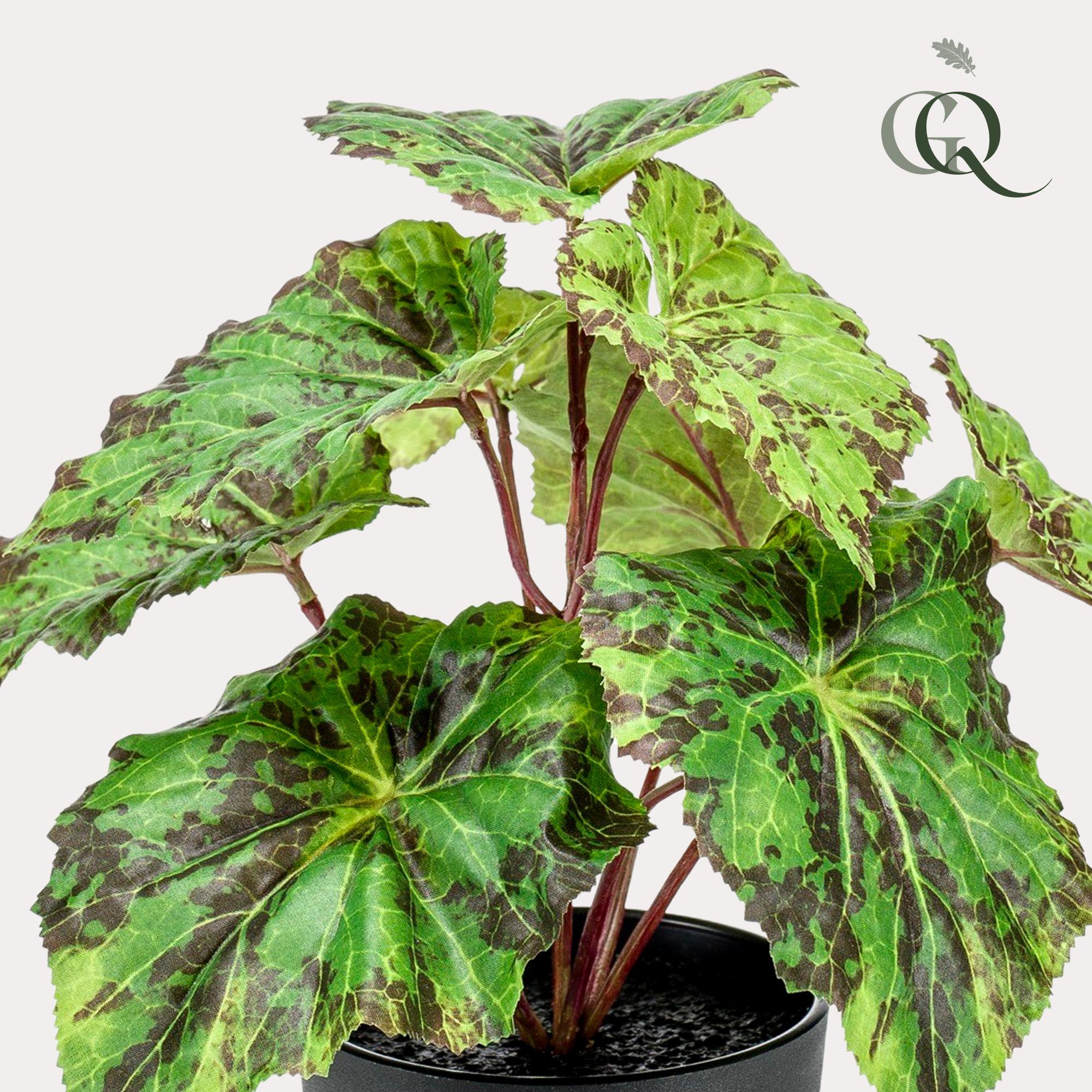 Kunstwerk – Begonia Rex – Königsbegonie – 25 cm