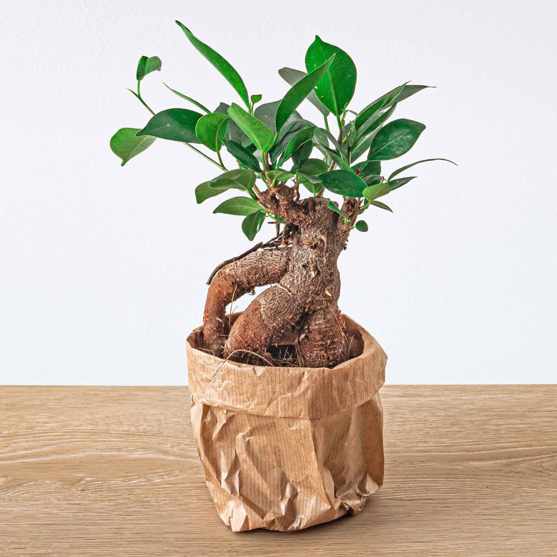 Ficus microcarpa Ginseng Bonsai – Topfgröße 8,5