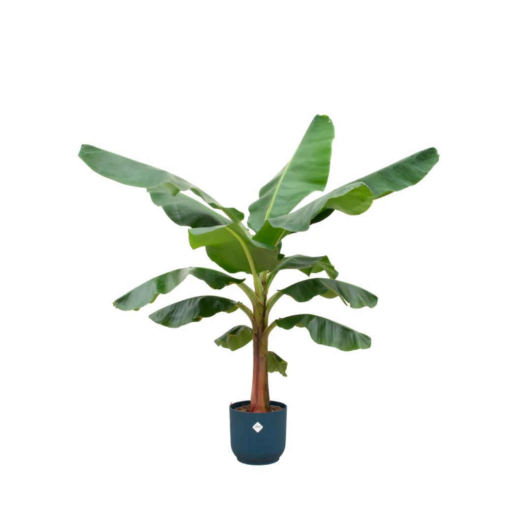 Kombi-Angebot - Bananenpflanze (Musa) inklusive elho Vibes Fold Round blau Ø30 - 150 cm
