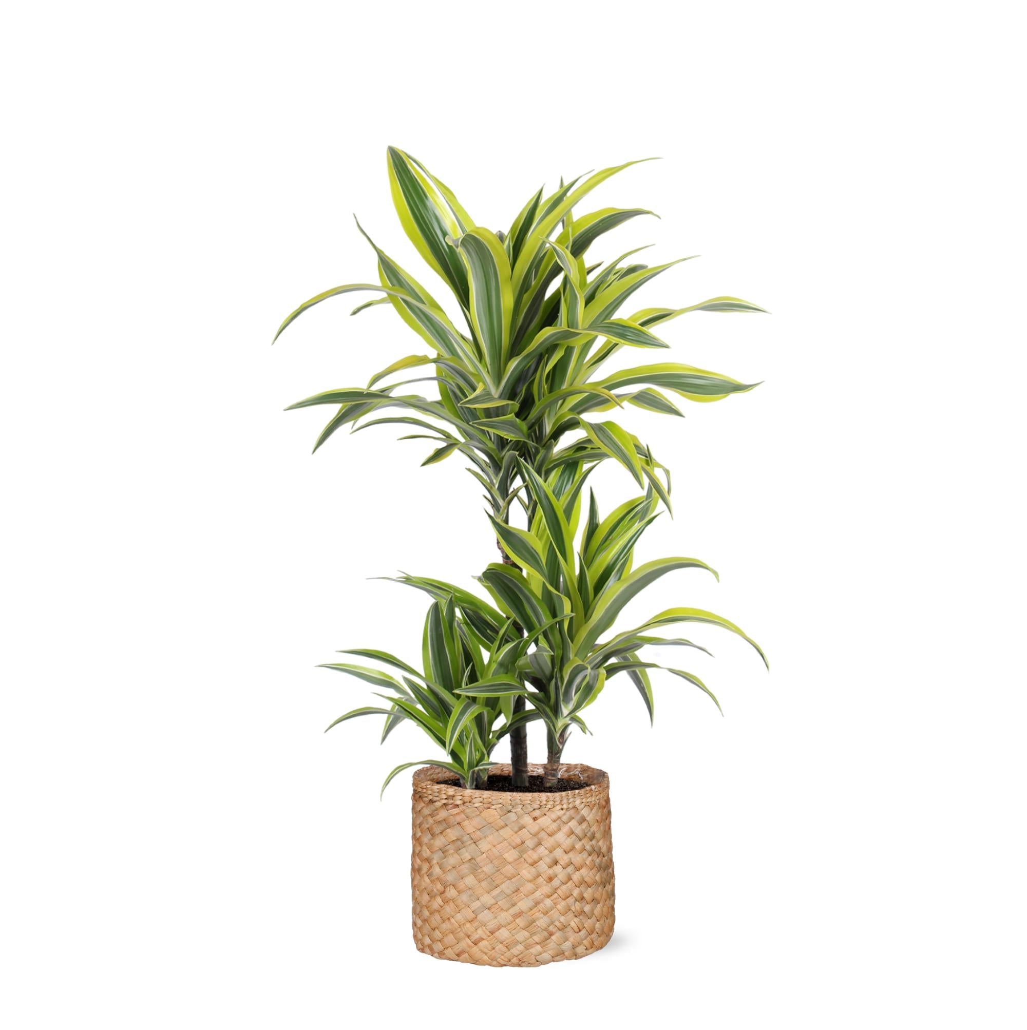 Dracaena Lemon Lime Ø21cm - ↕65cm im Albury NATURAL Korb