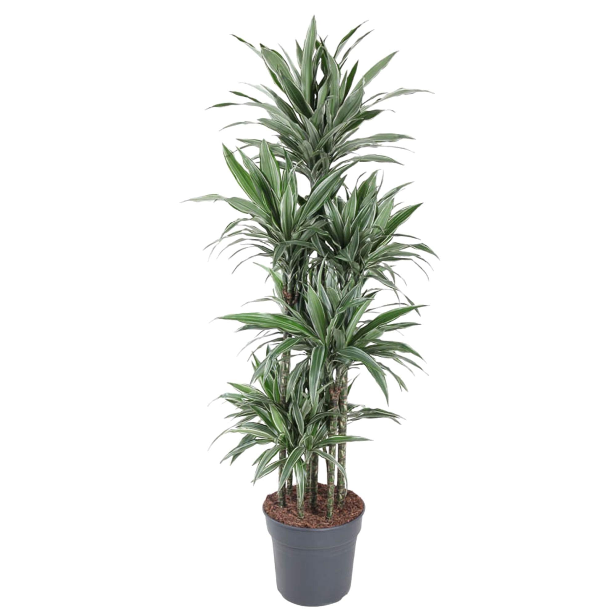 Dracaena Warneckei Karussell – 180 cm – ø34