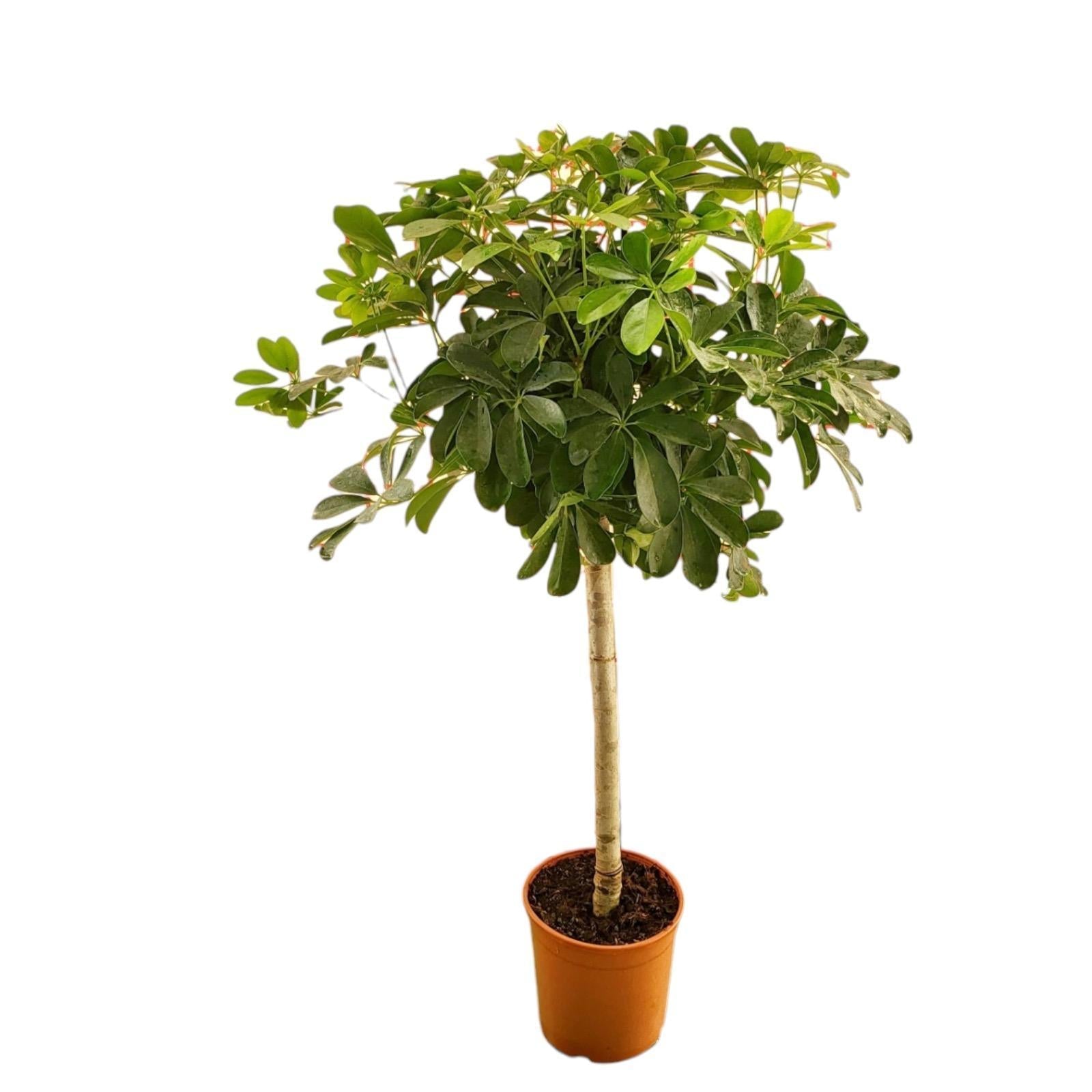 Schefflera auf Stiel – 130 cm – ø23