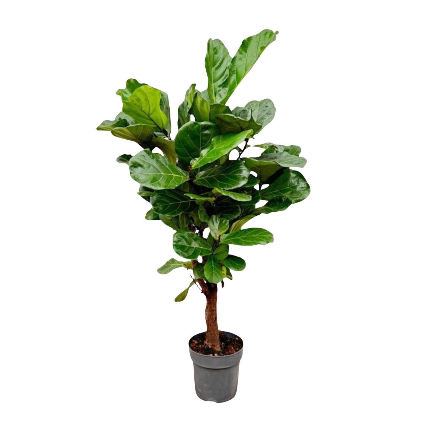 Ficus Lyrata verzweigt – 150 cm – ø24