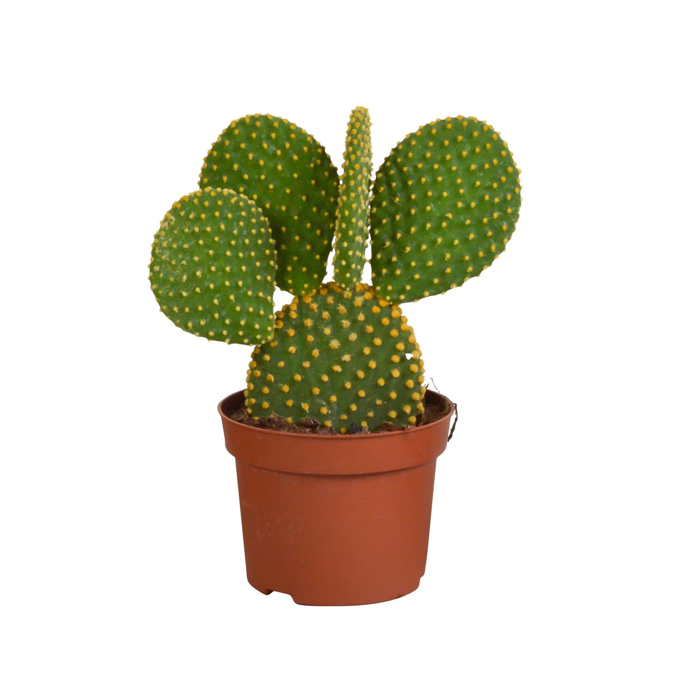 Opuntia microdasys - 12cm - ohne Topf