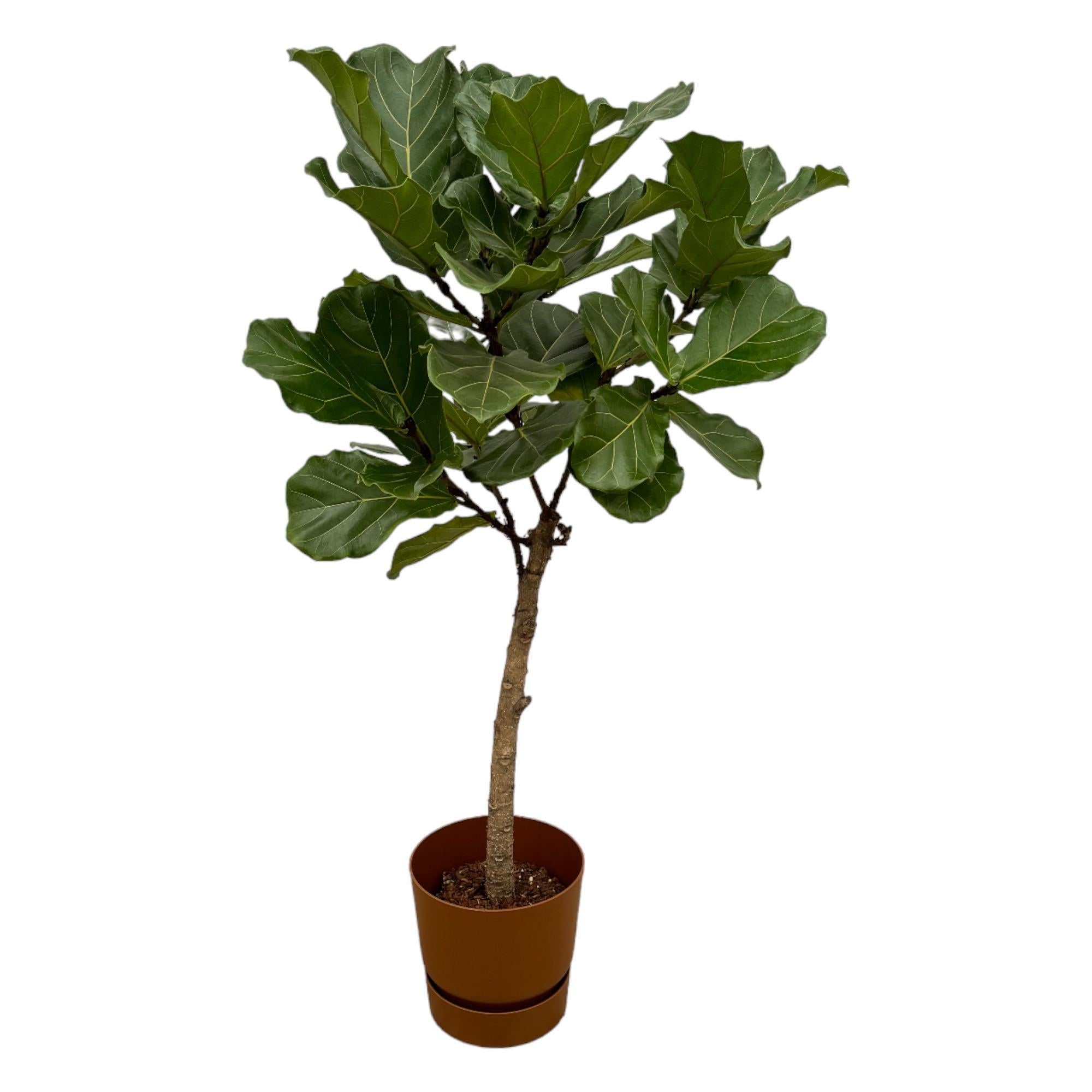 Ficus Lyrata-Stamm inklusive elho Greenville Rund braun – 160 cm – Ø30