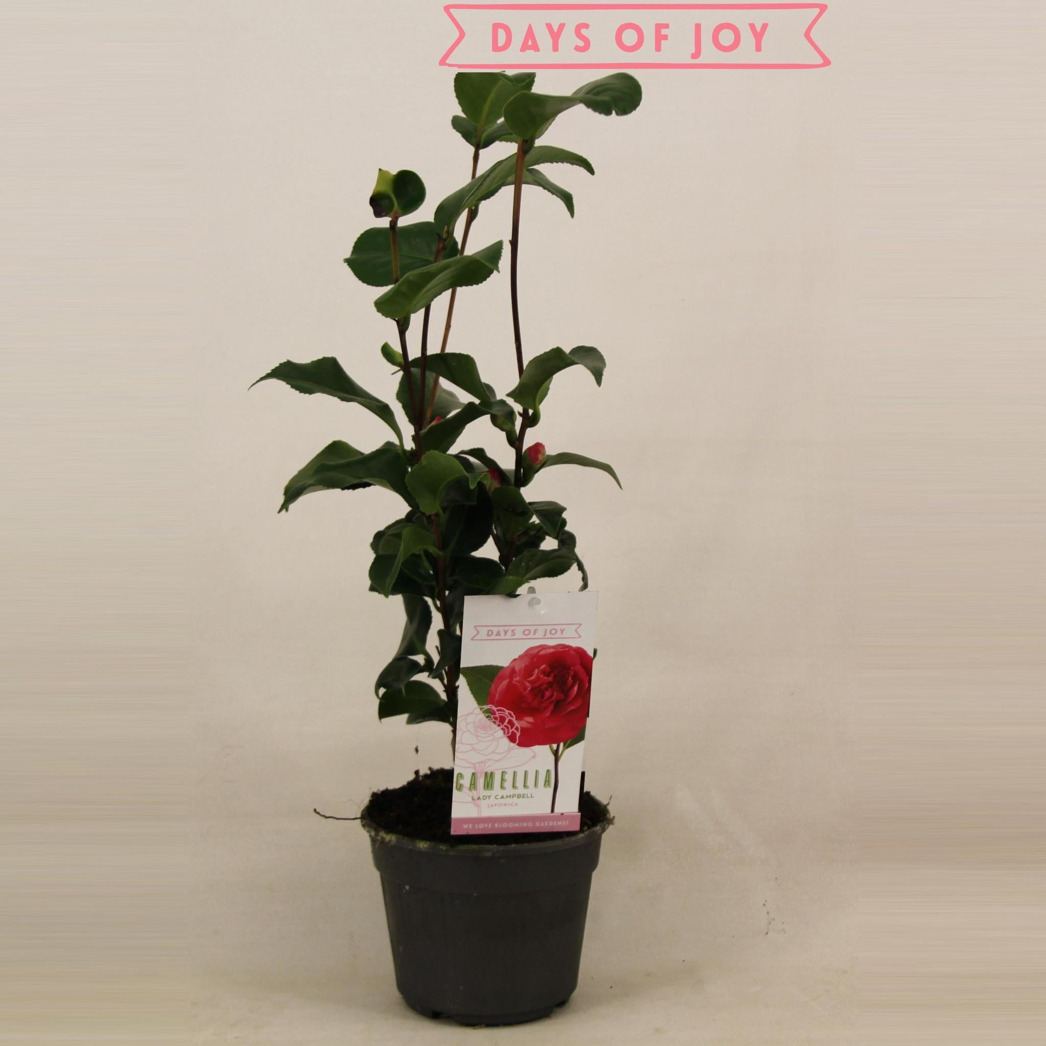 Camellia Japonica 'Lady Campbell' 15 cm - Ø15cm - ↕45cm