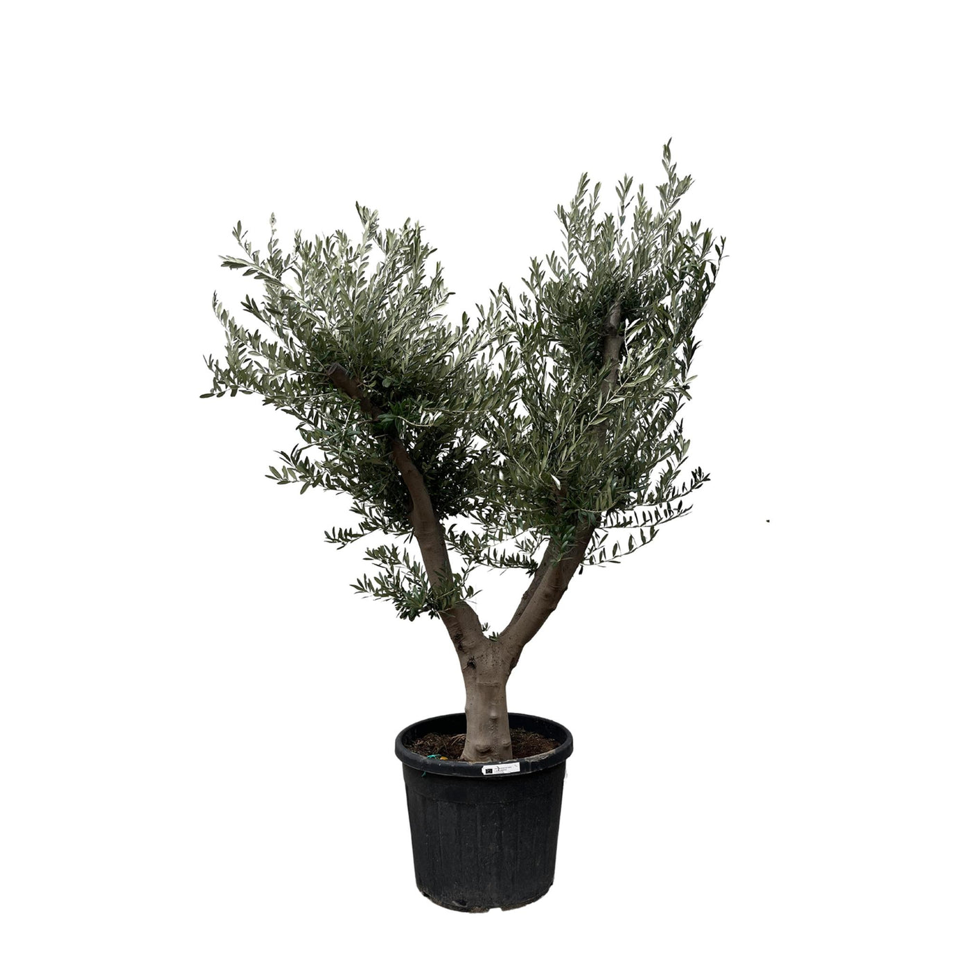 Olea Europaea Cultivo – 225 cm – Ø60 - Olivenbaum