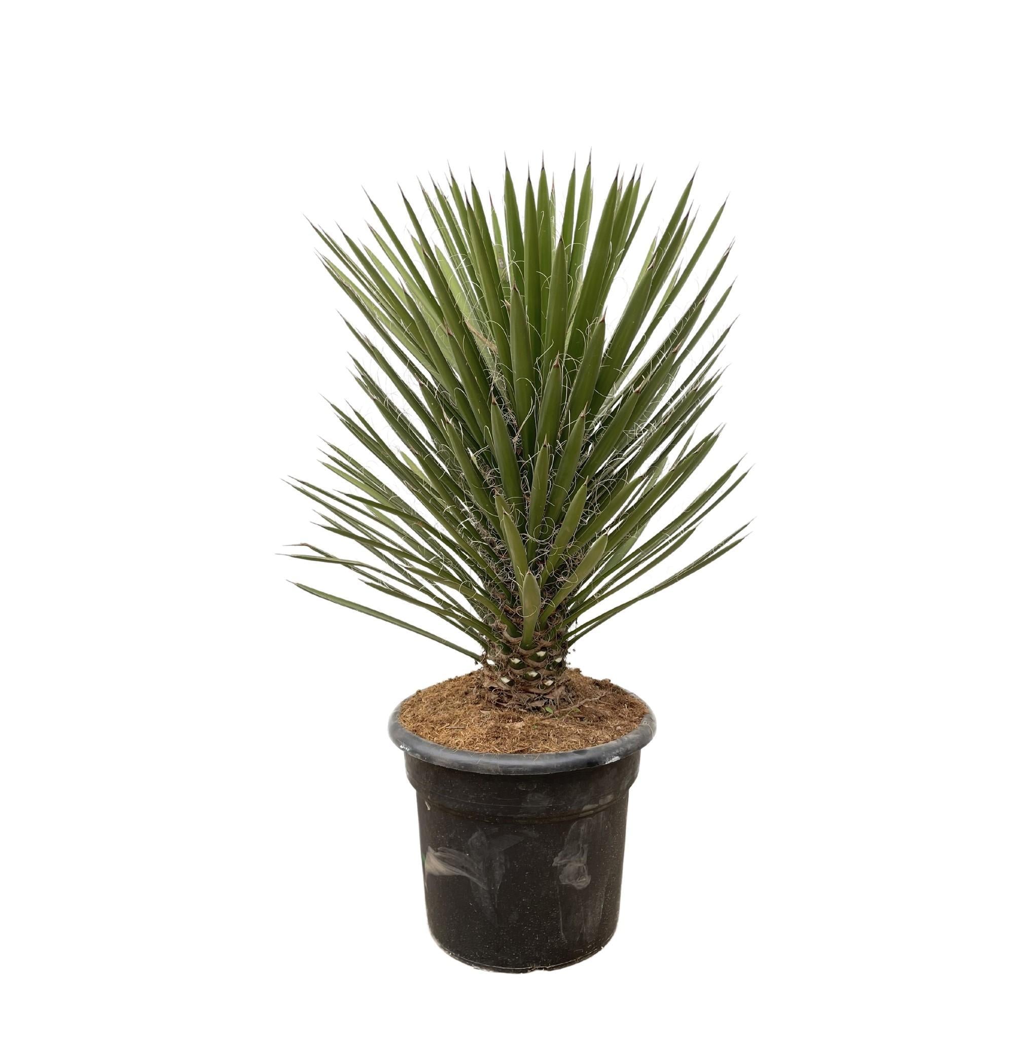 Yucca Filifera Australis – 100 cm – ø30 - Palme