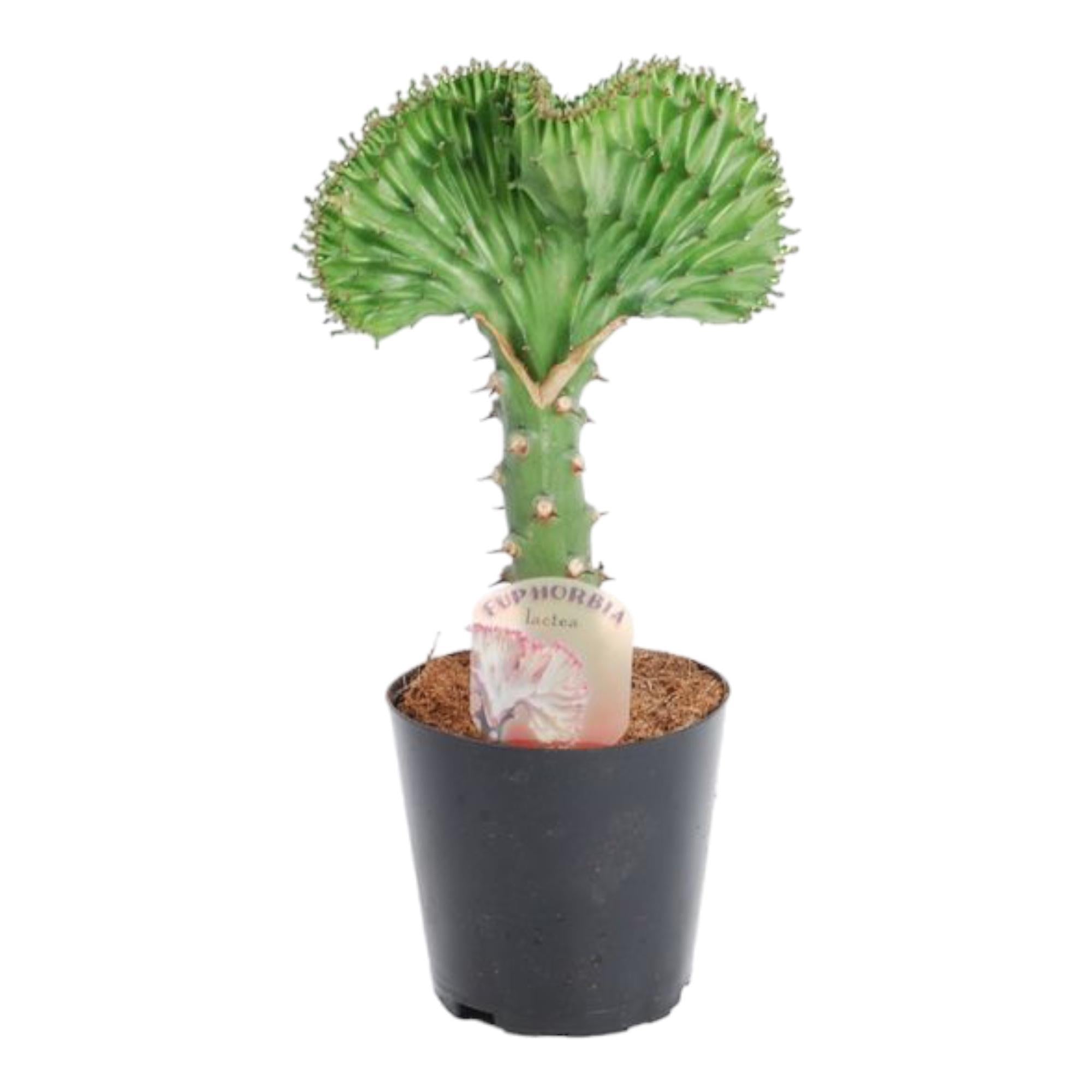 Euphorbia lactea Cristata grün - 35 cm - ø12