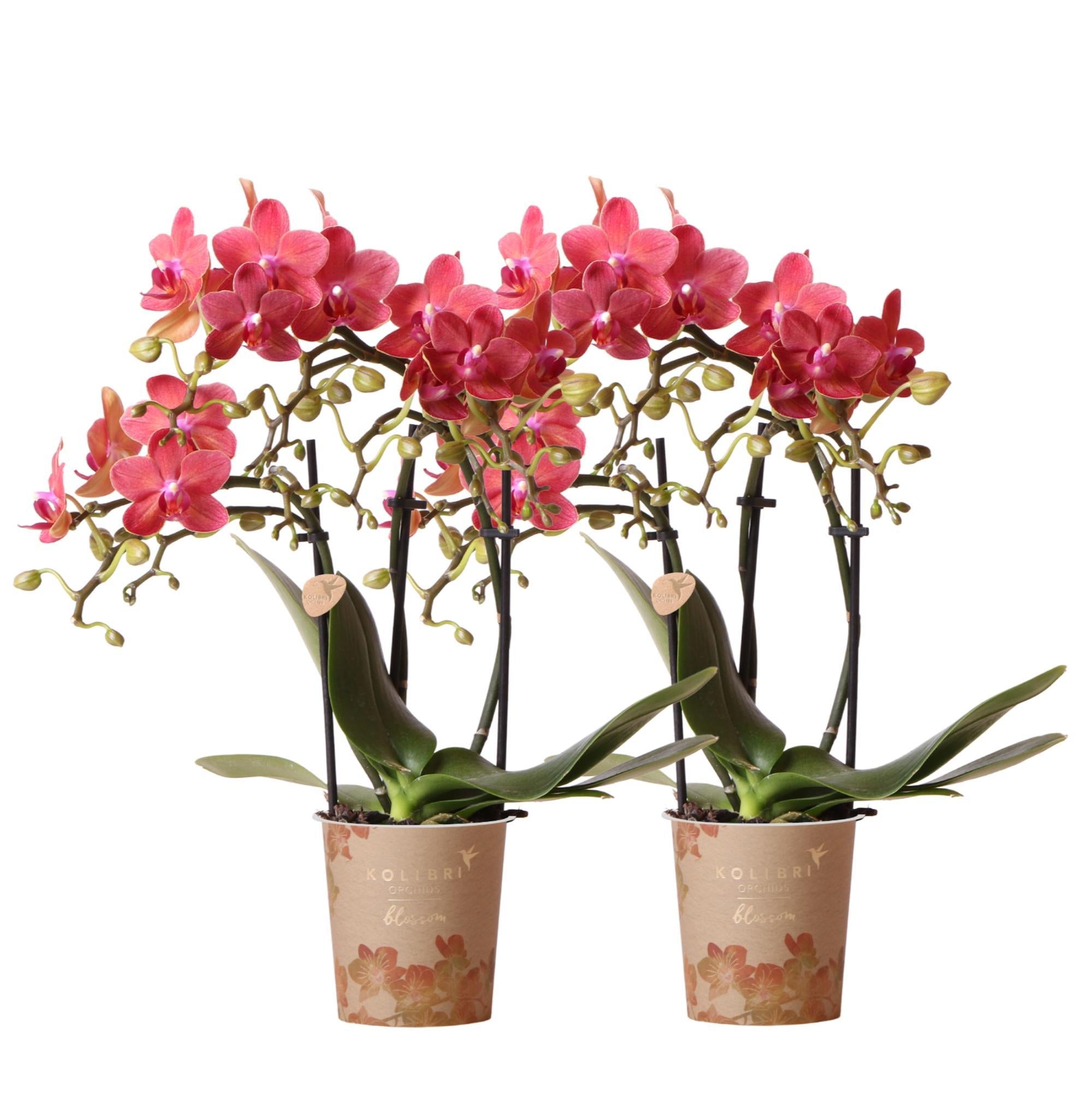 Kolibri-Orchideen | KOMBI-ANGEBOT aus 2 Stielen Phalaenopsis-Orchidee