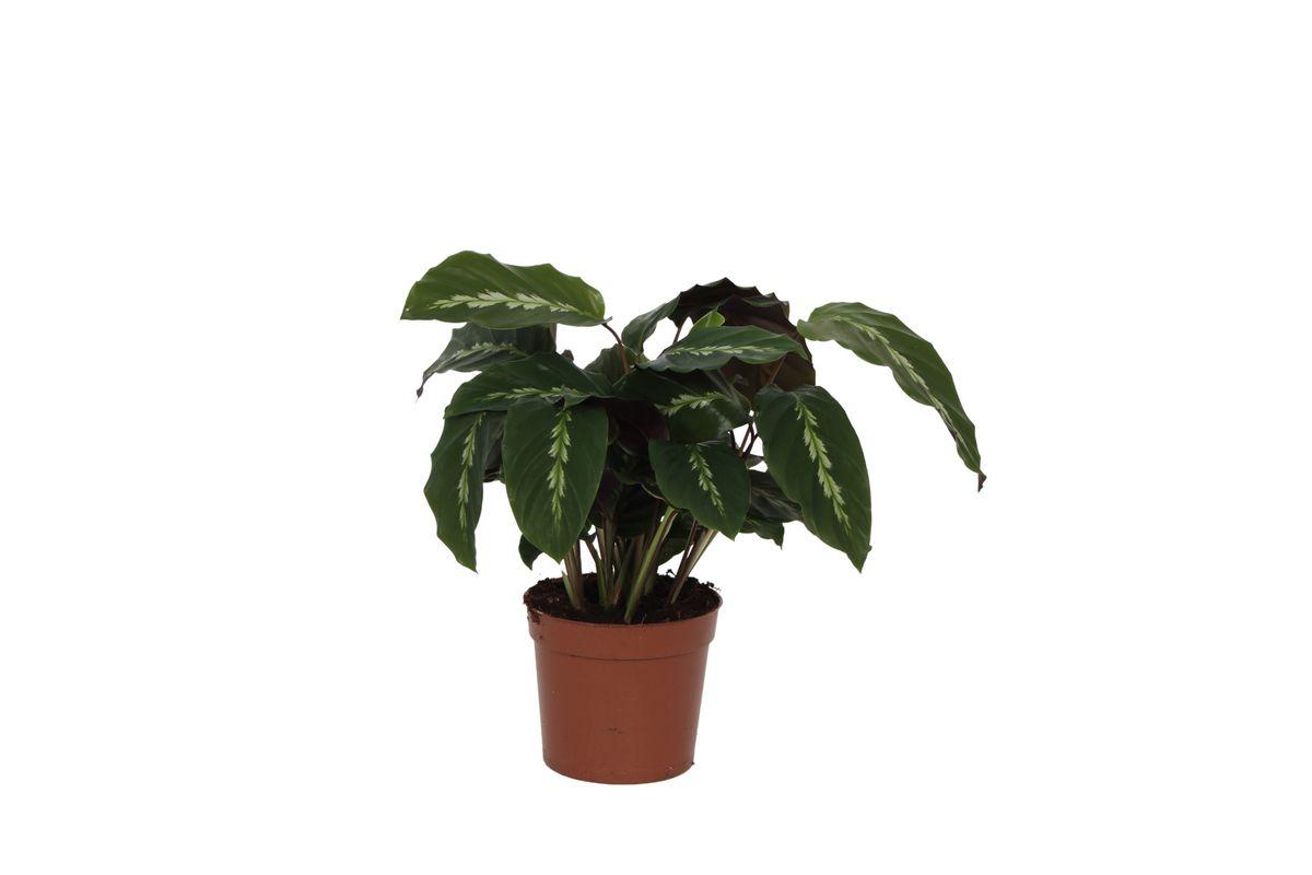 Calathea Maui Queen – 40 cm – Ø12 cm