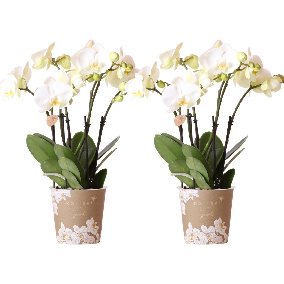 Kolibri-Orchideen I KOMBI-ANGEBOT mit 2 weißen Phalaenopsis-Orchideen