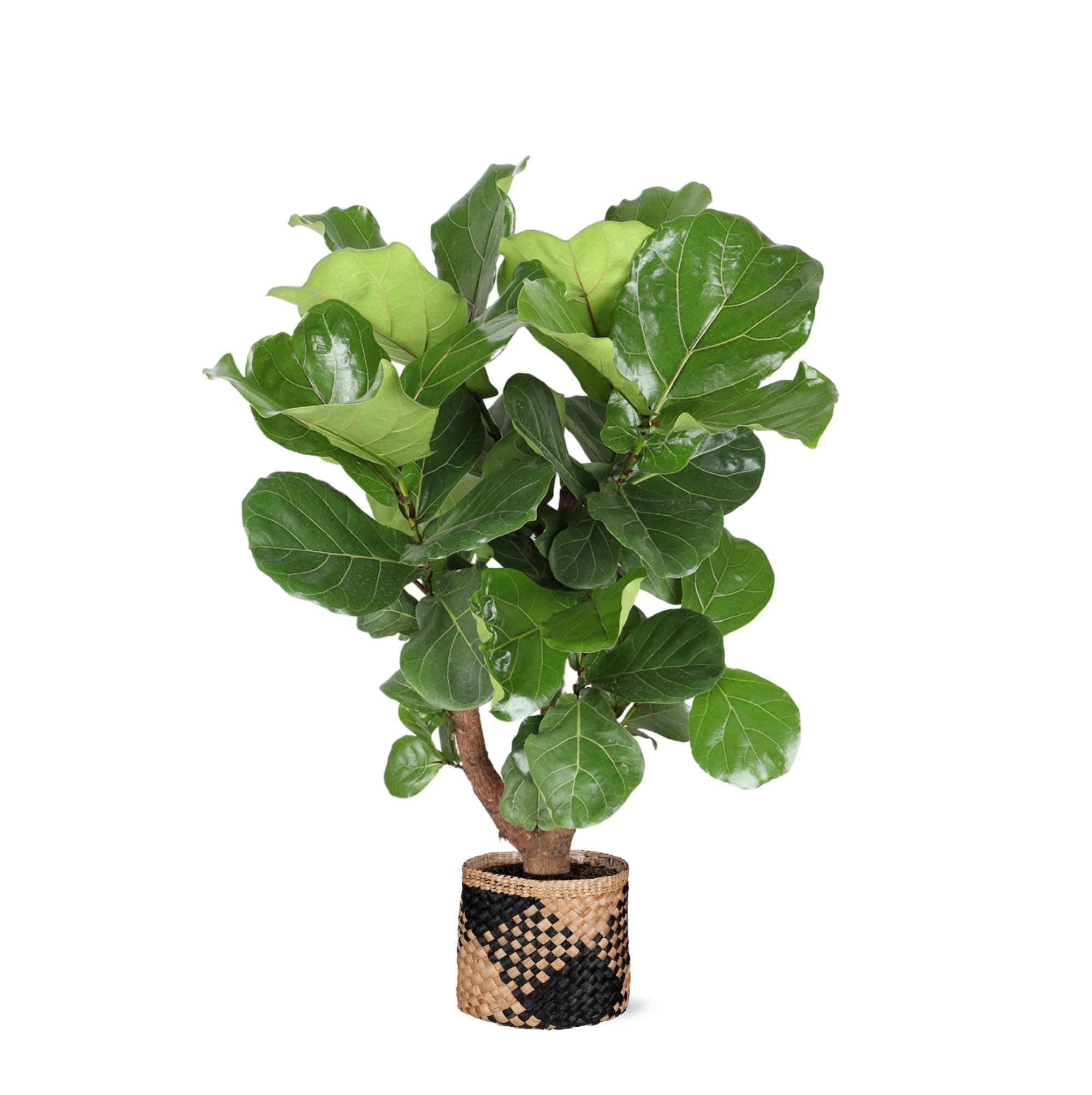 Ficus Lyrata (verzweigt) Ø27cm ↕130cm im Albury BLACK-Druckkorb