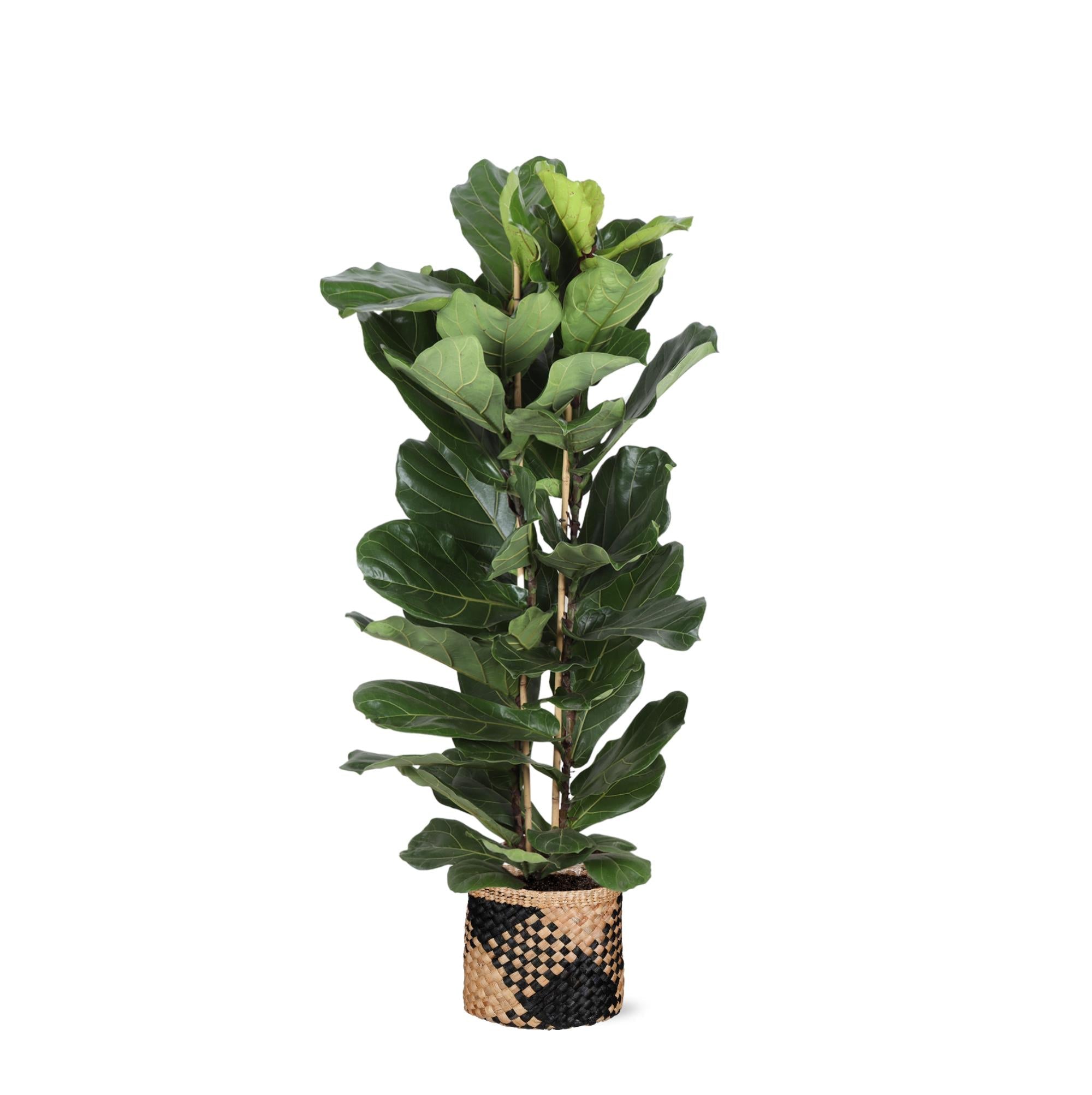 Ficus Lyrata Ø27cm ↕140cm im Albury BLACK-Druckkorb