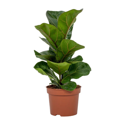 Ficus Lyrata – Ø12cm – ↕30cm