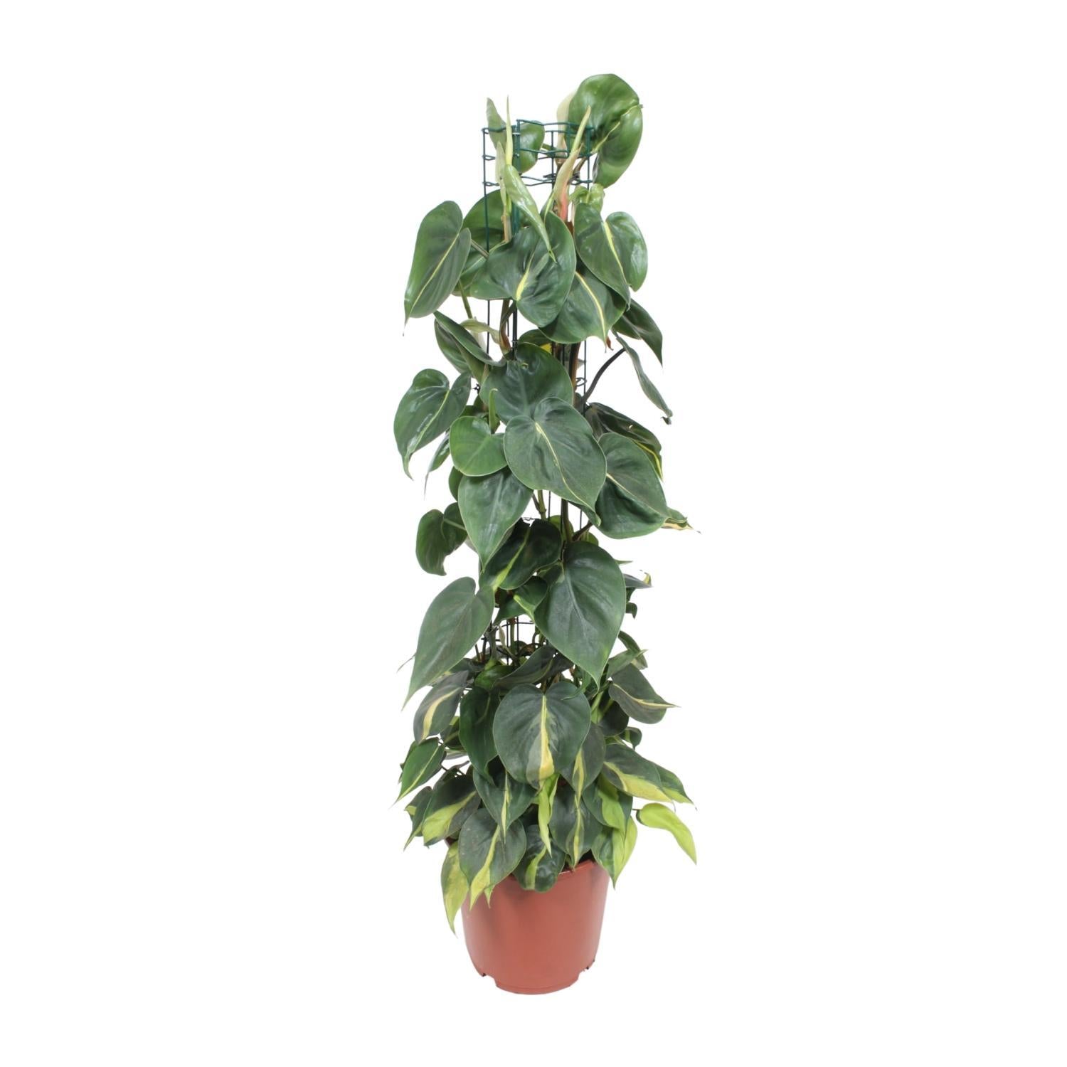 Philodendron Scandens Brasil - Ø24cm - ↕120cm