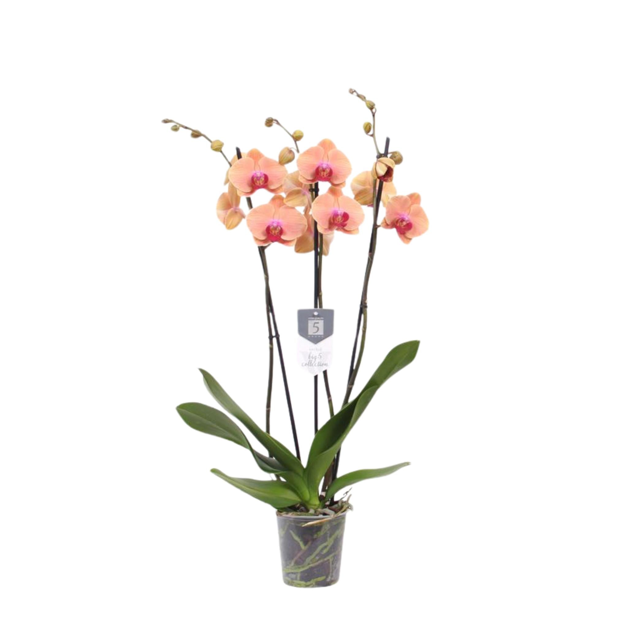 Phalaenopsis Carribean Dream - 3 Zweige - 60 cm - Ø12cm