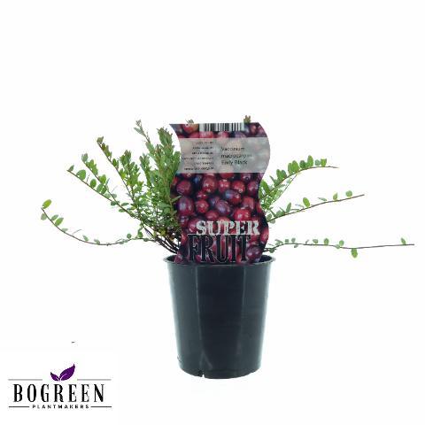 Vaccinium Early Black (Preiselbeere) - Ø12cm - ↕20cm