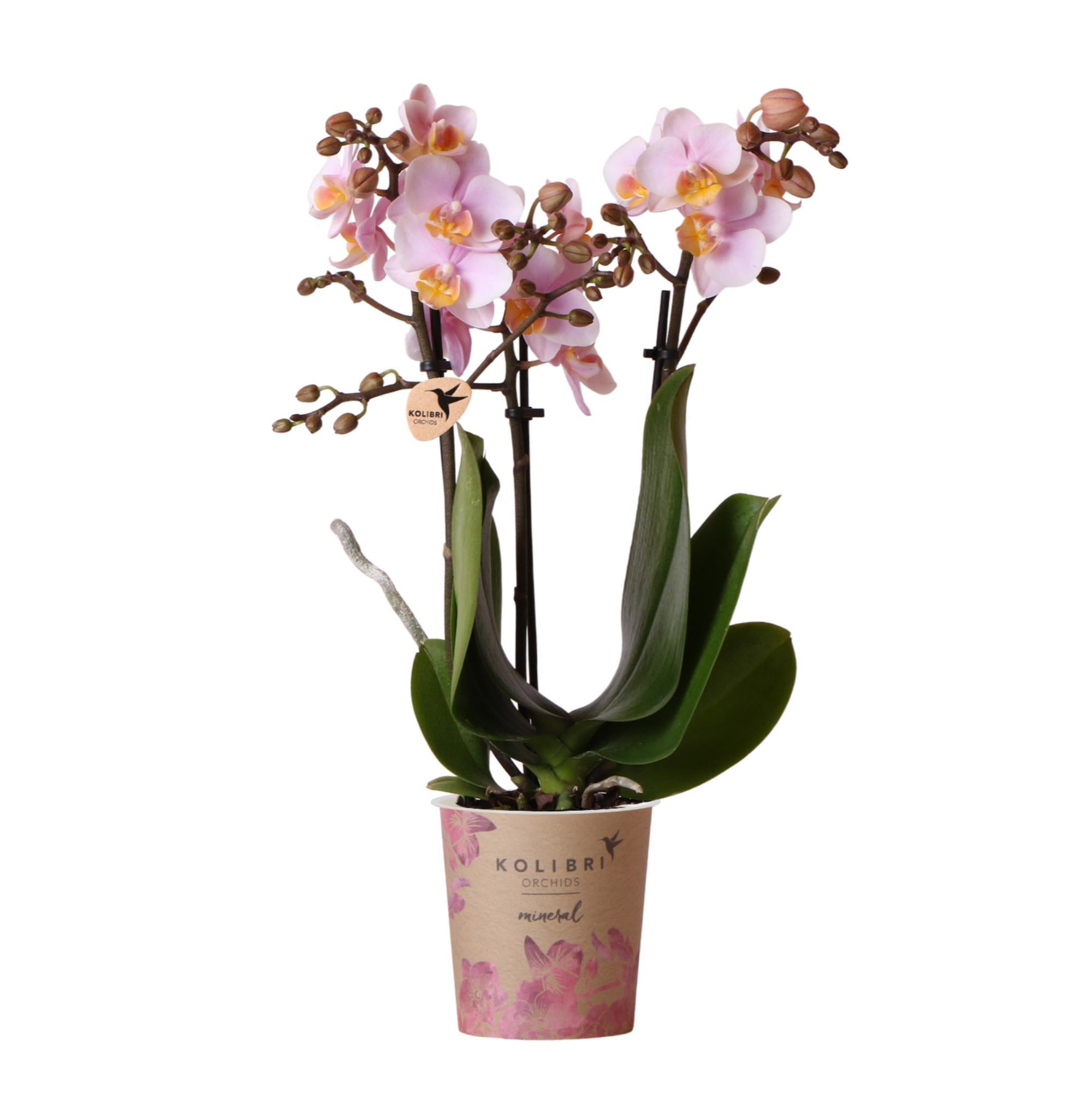 Kolibri-Orchideen | Rosa Phalaenopsis-Orchidee - Andorra - Spitzengröß