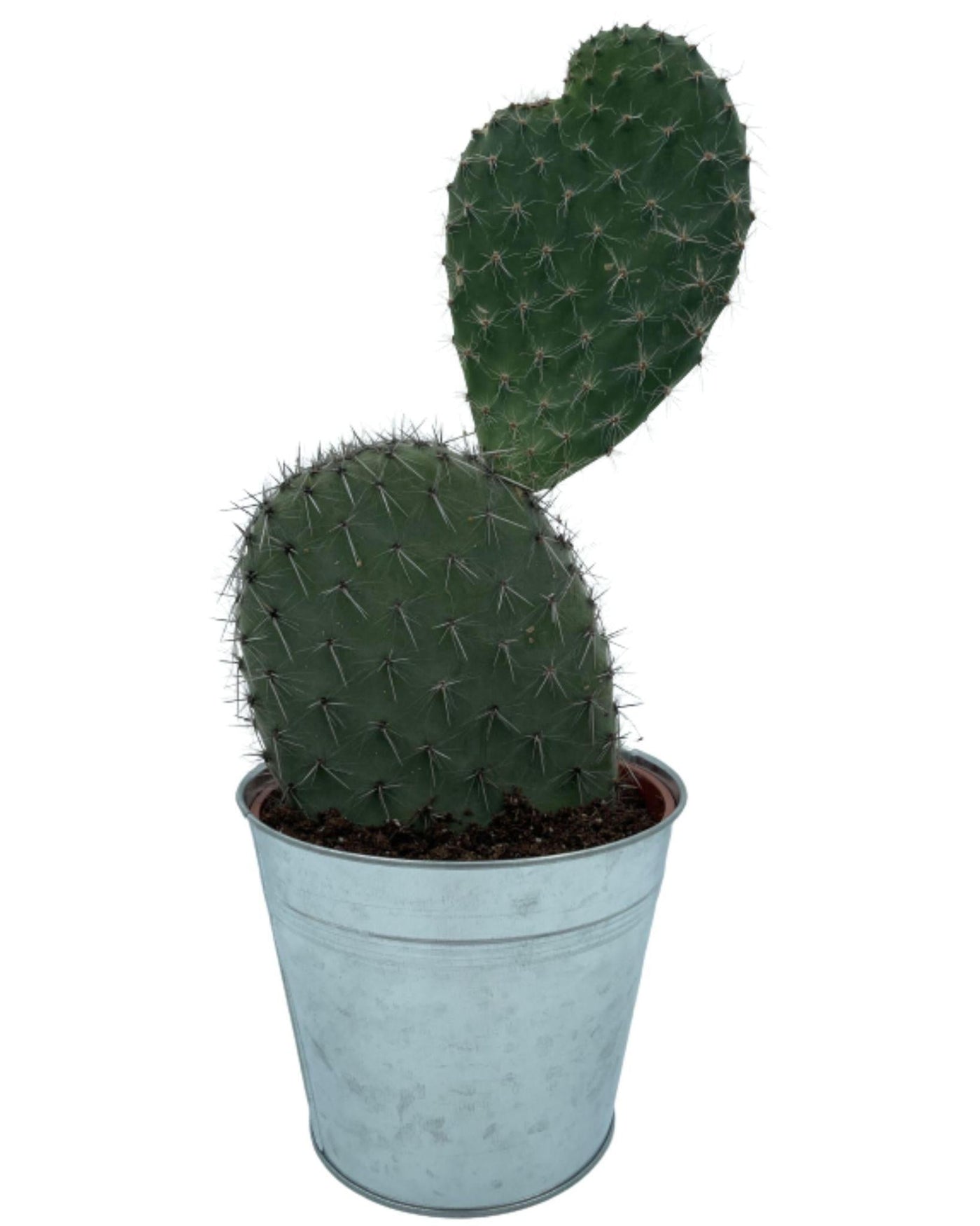 Kaktus - Opuntia Feigenkaktus - ↕30-40cm - Zink - Ø18 cm