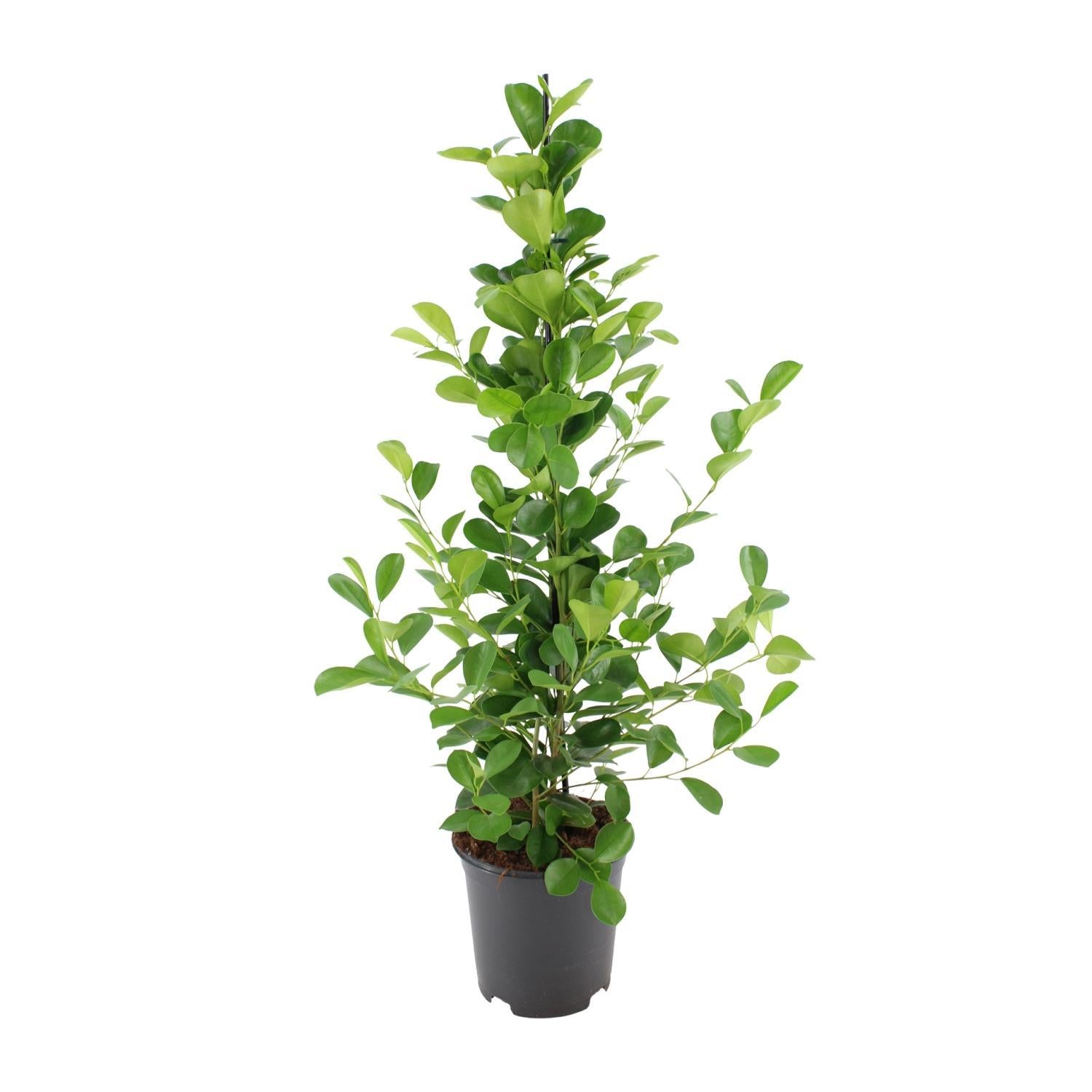 Ficus microcarpa Moclame - Ø21cm - ↕95cm