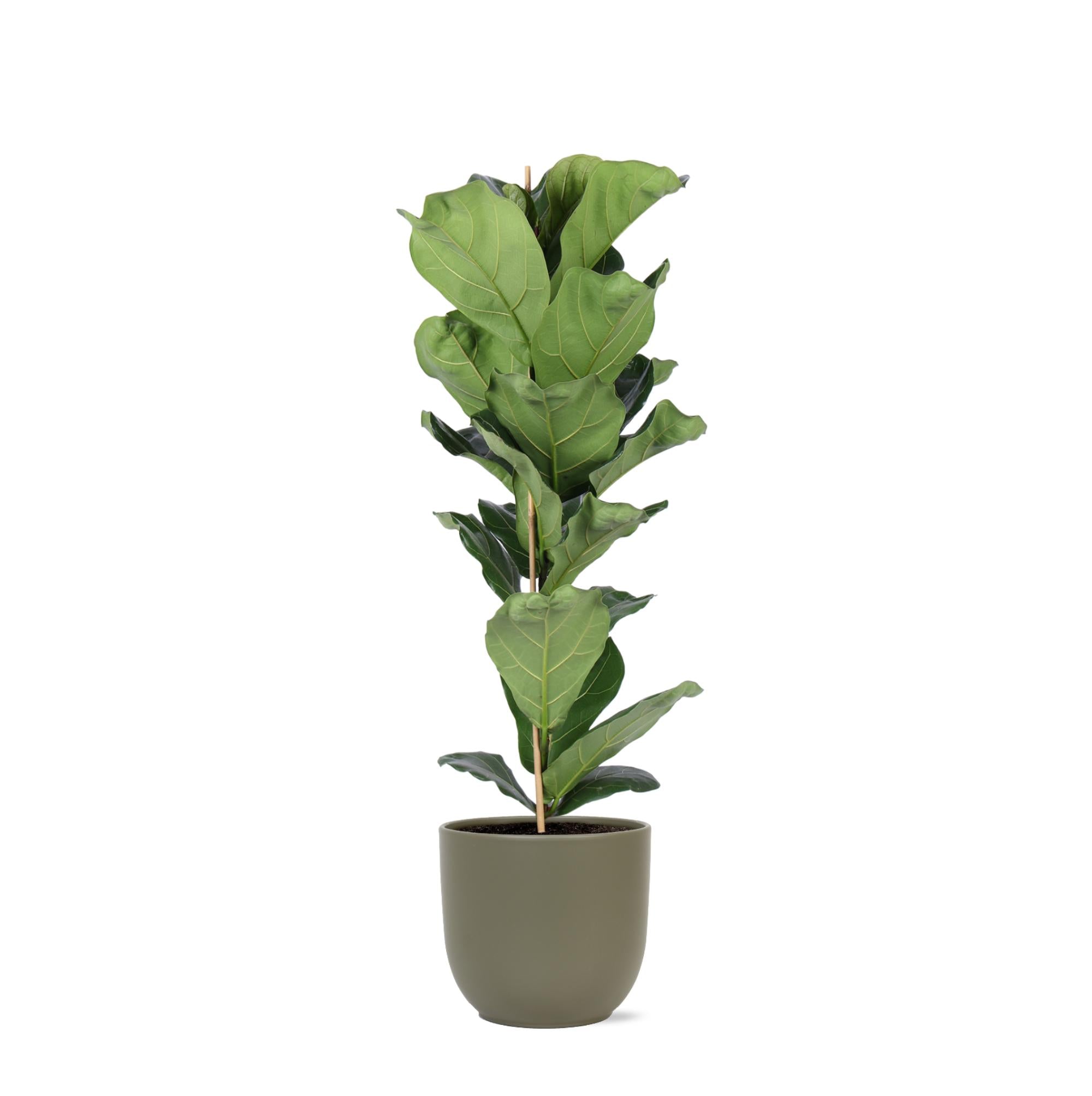 Ficus Lyrata - Ø21cm - ↕90cm im Boule OLIVE Topf