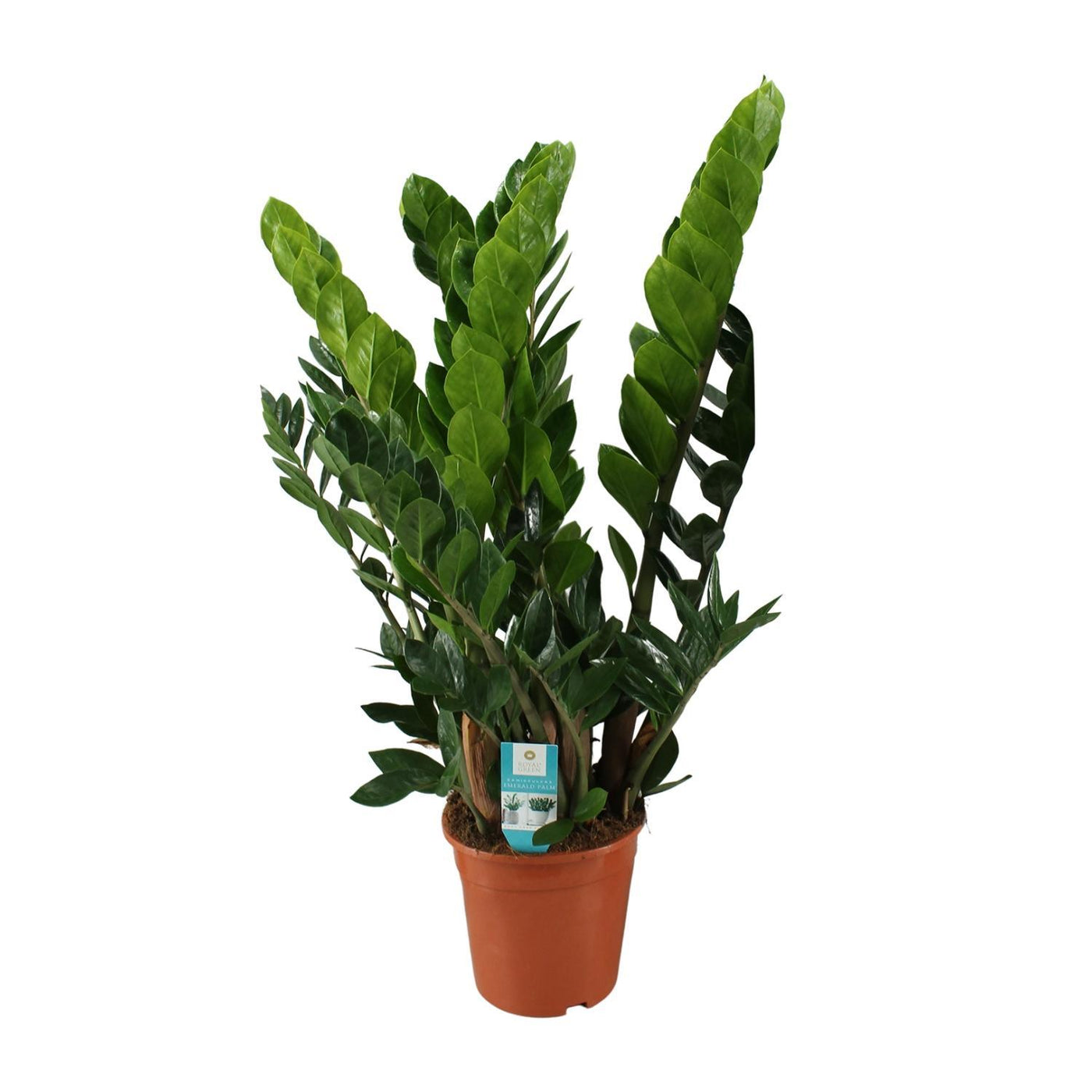 Zamioculcas Zamiifolia - Ø21cm - ↕80cm