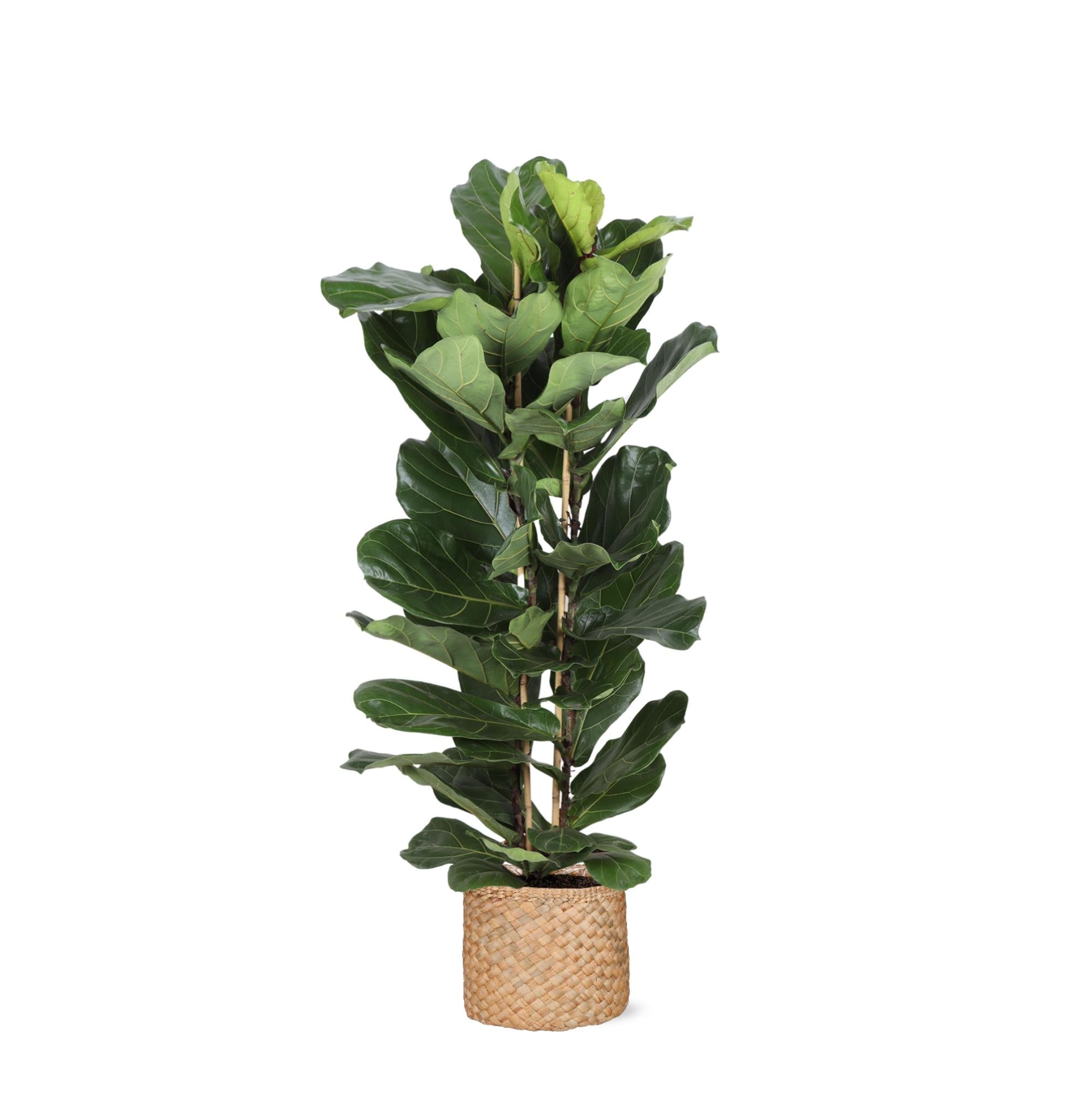 Ficus Lyrata Ø27cm ↕140cm im Albury NATURAL Korb