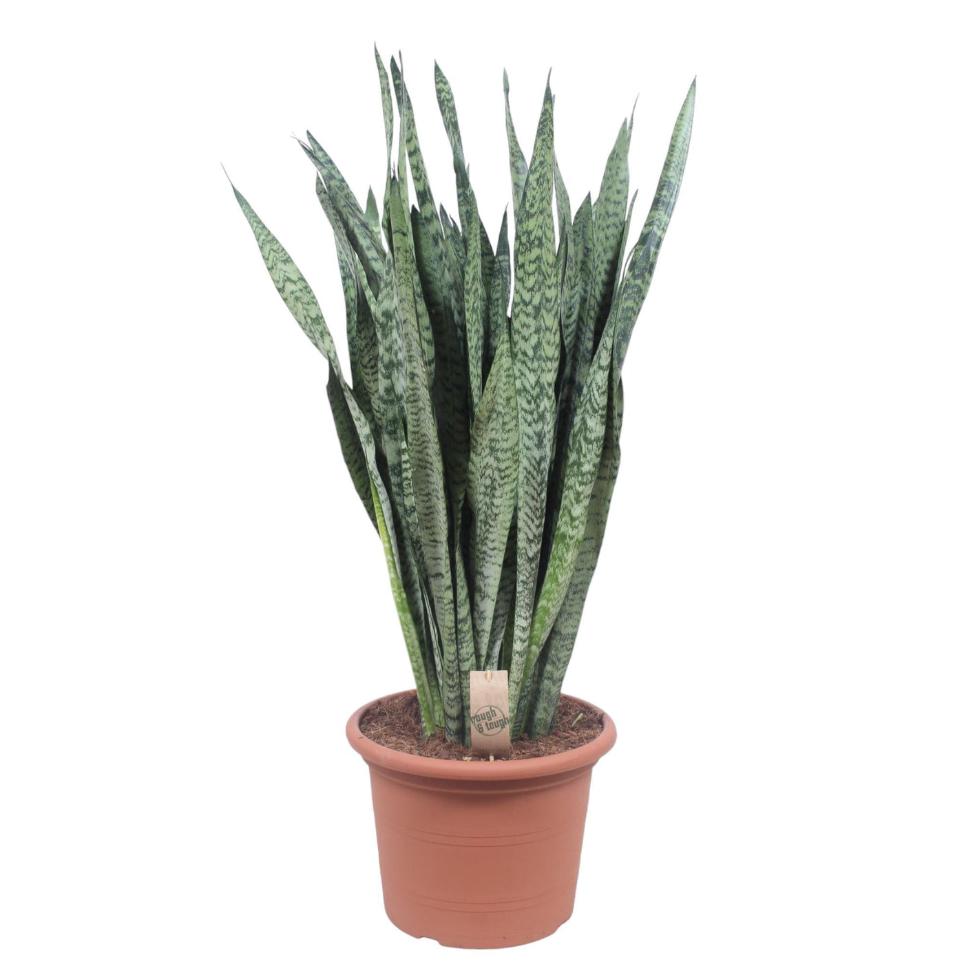 Sansevieria Zeylenica - 110 cm - ø35 - Bogenhanf