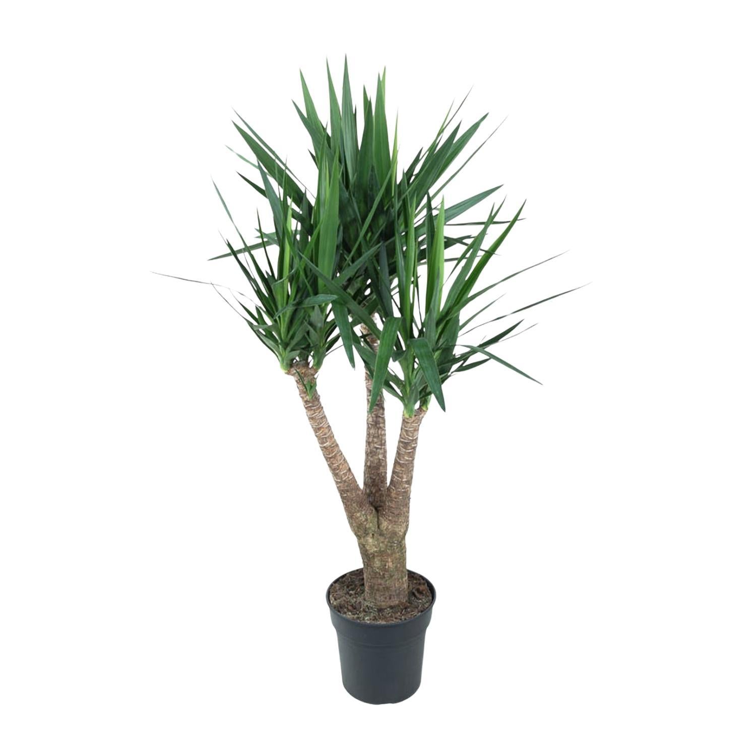 Yucca Elephantipe verzweigt - 150 cm - ø31