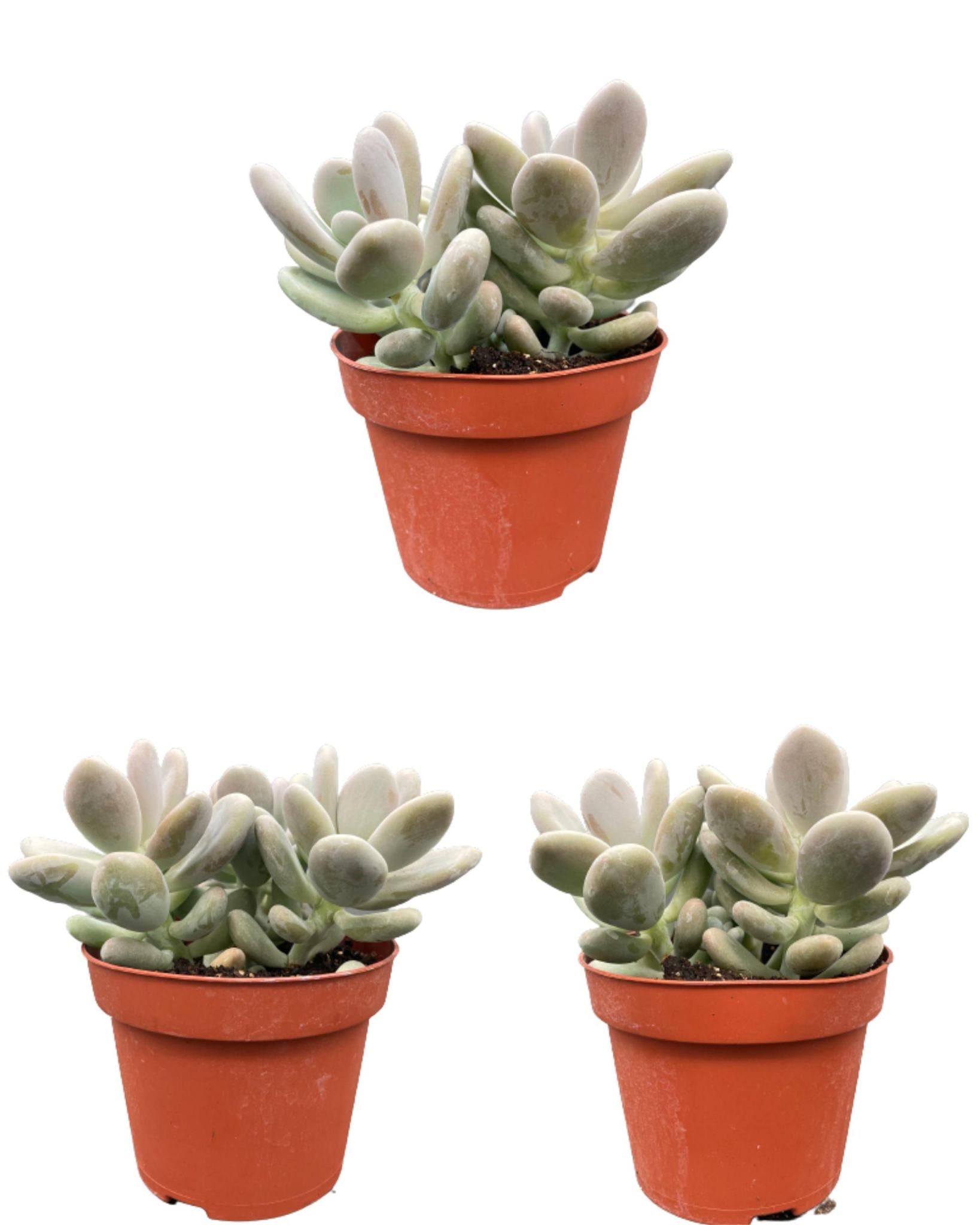 Sukkulenten – Pachyphytum Oviferum – ↕15–20 cm (3 Stück) – Normal – Ø12 cm