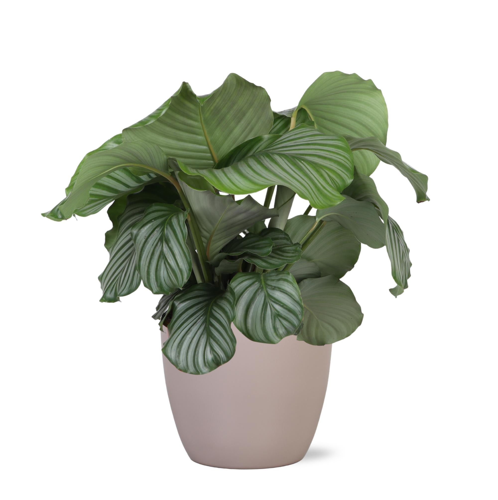 Calathea Orbifolia Ø21cm - ↕70cm im Boule TAUPE Topf