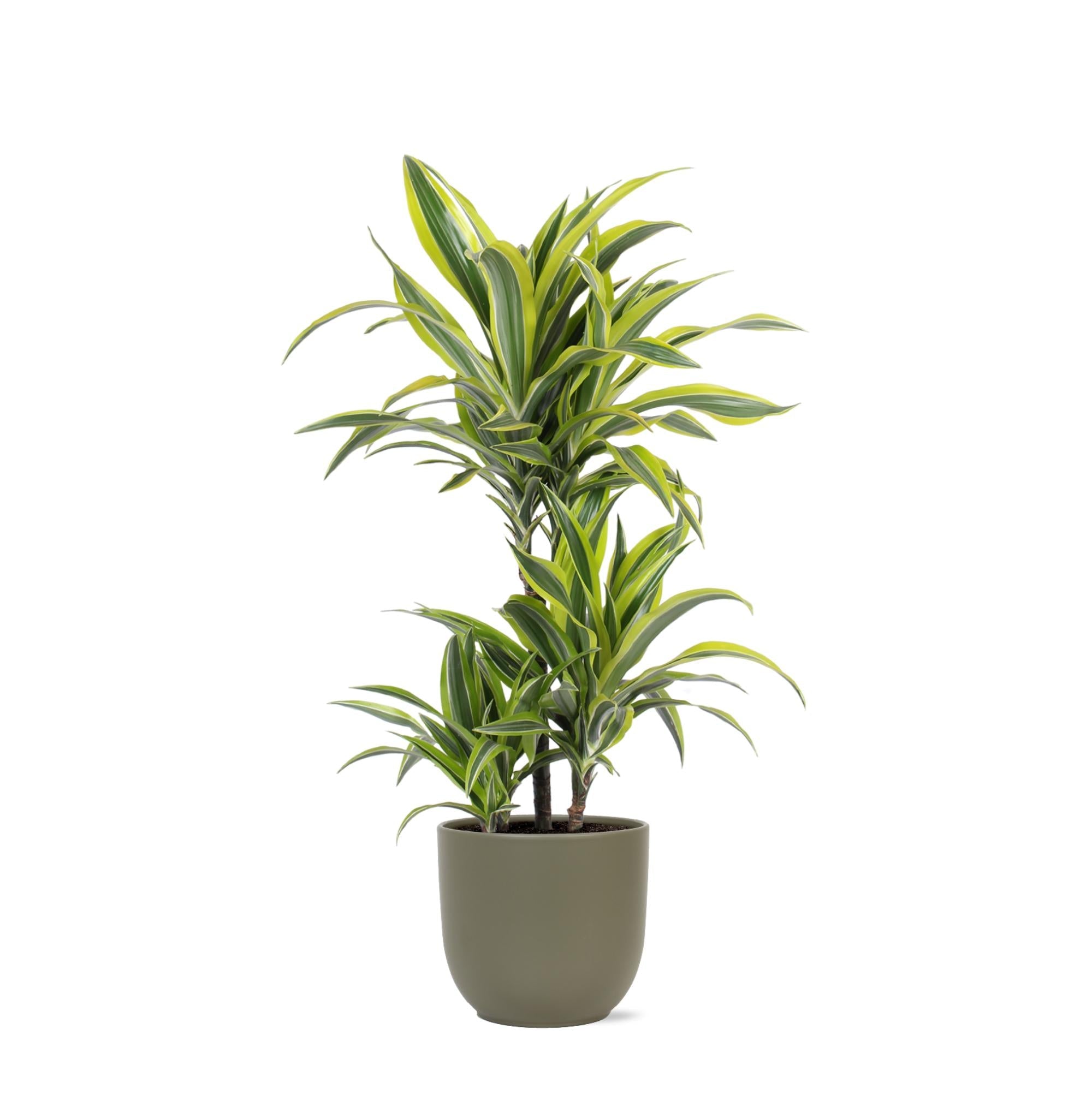 Dracaena Lemon Lime Ø21cm - ↕65cm im Boule OLIVE Topf