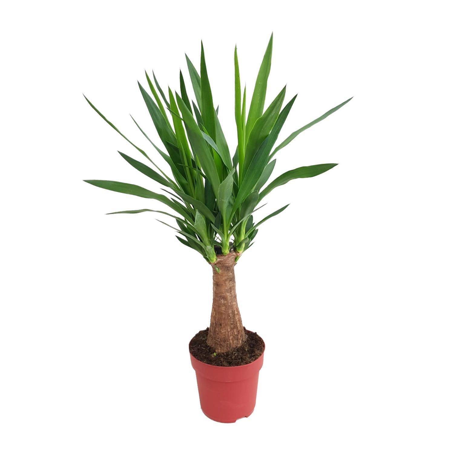 Yucca „Maya Tree“ 30Stamm P19 – Ø19cm – ↕80cm