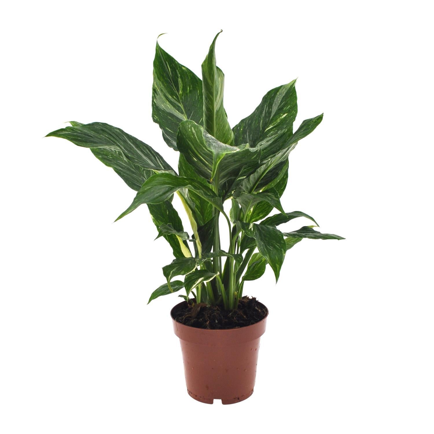 Spathiphyllum-Diamant – Ø12 cm – ↕40 cm