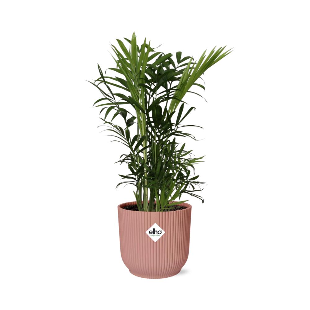 Chamaedorea Elegans in ELHO Vibes Fold 14cm rosa