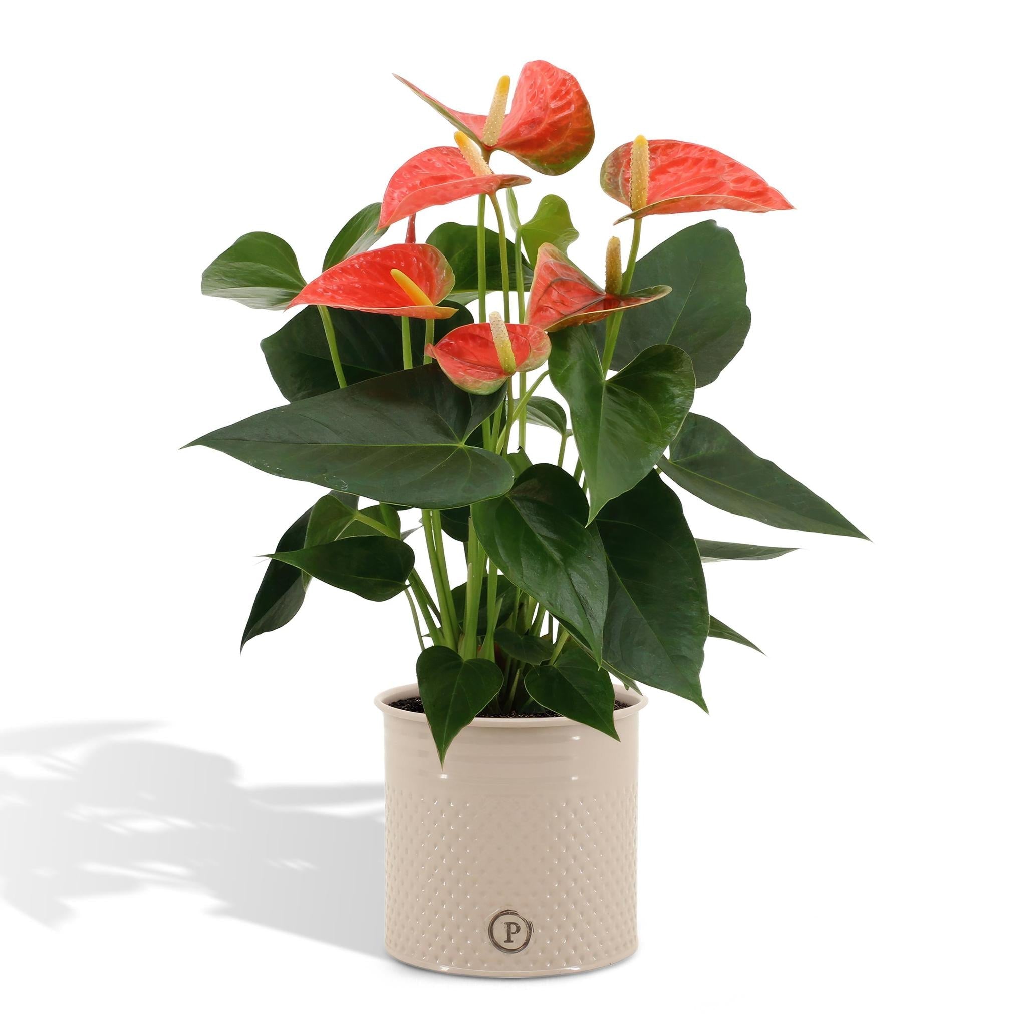 Anthurium andreanum Prince of Orange inkl. REINEM Zink - 45cm - Ø12