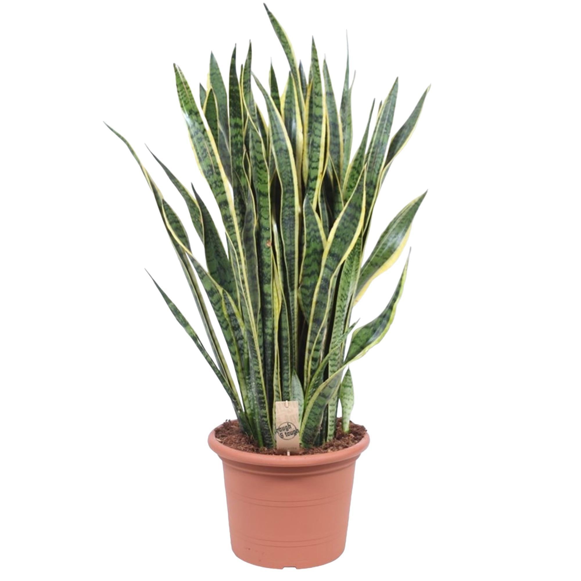 Sansevieria Laurentii - 100 cm - ø35 - Bogenhanf