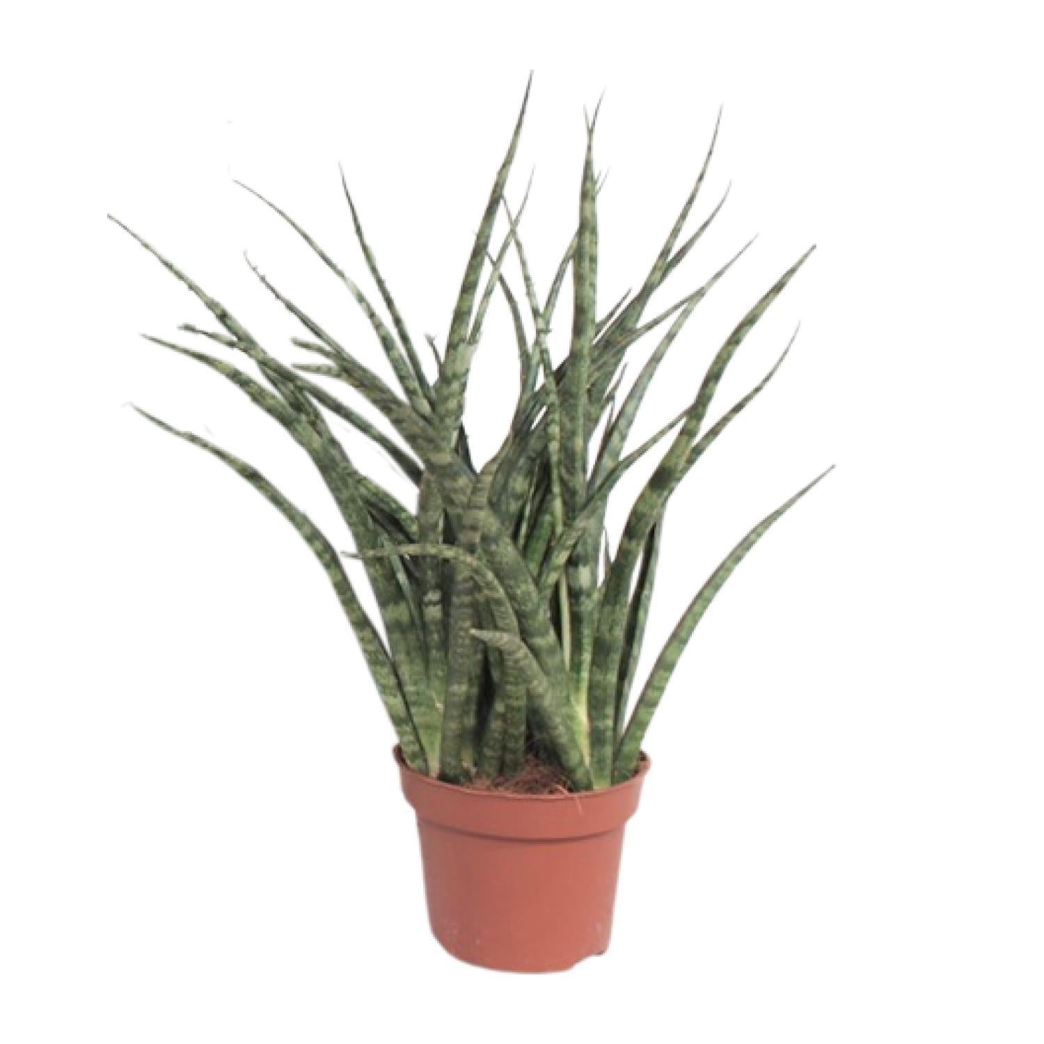 Sansevieria Fernwood Punk - Ø12cm - ↕35cm