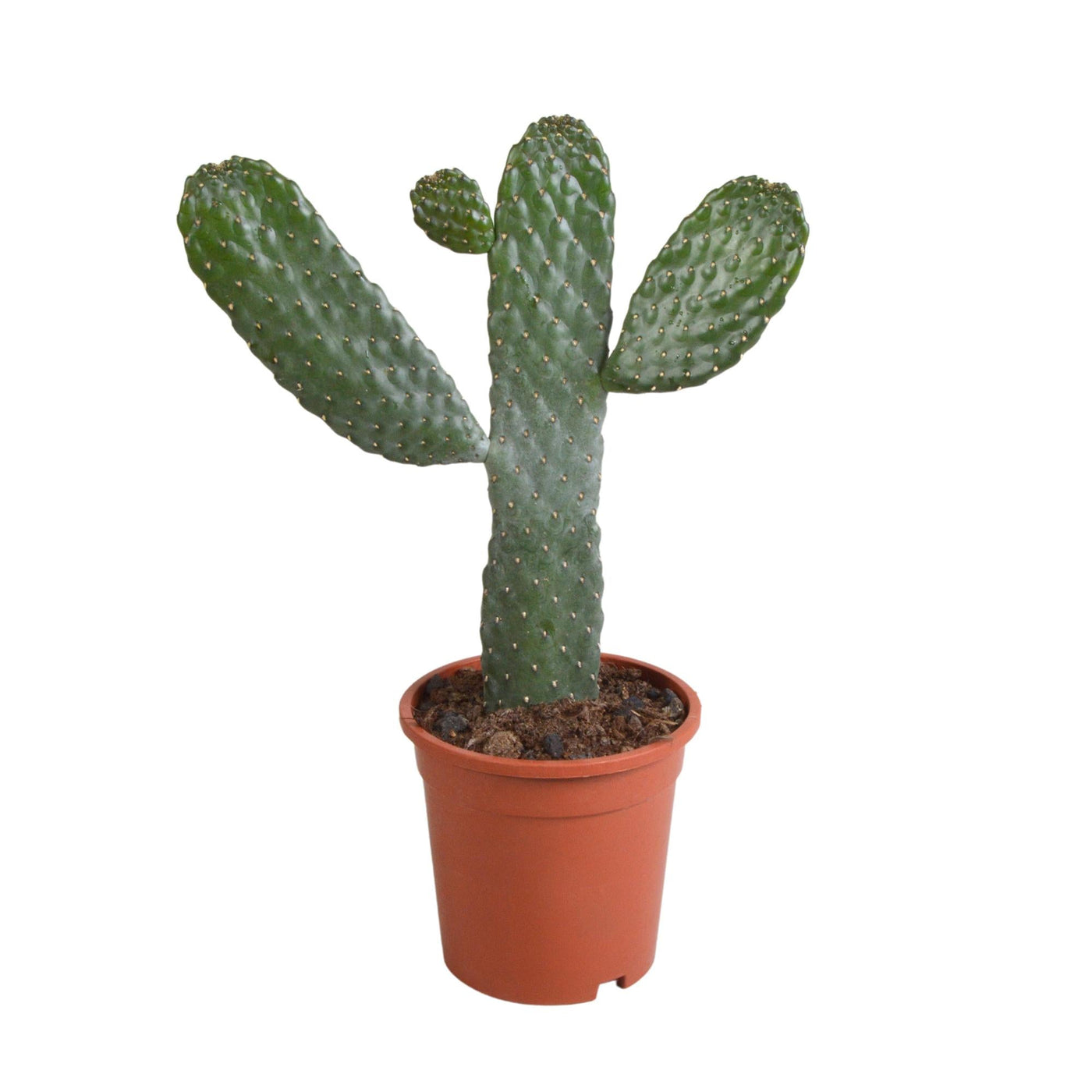 Opuntia consulae - 17cm - ohne Topf