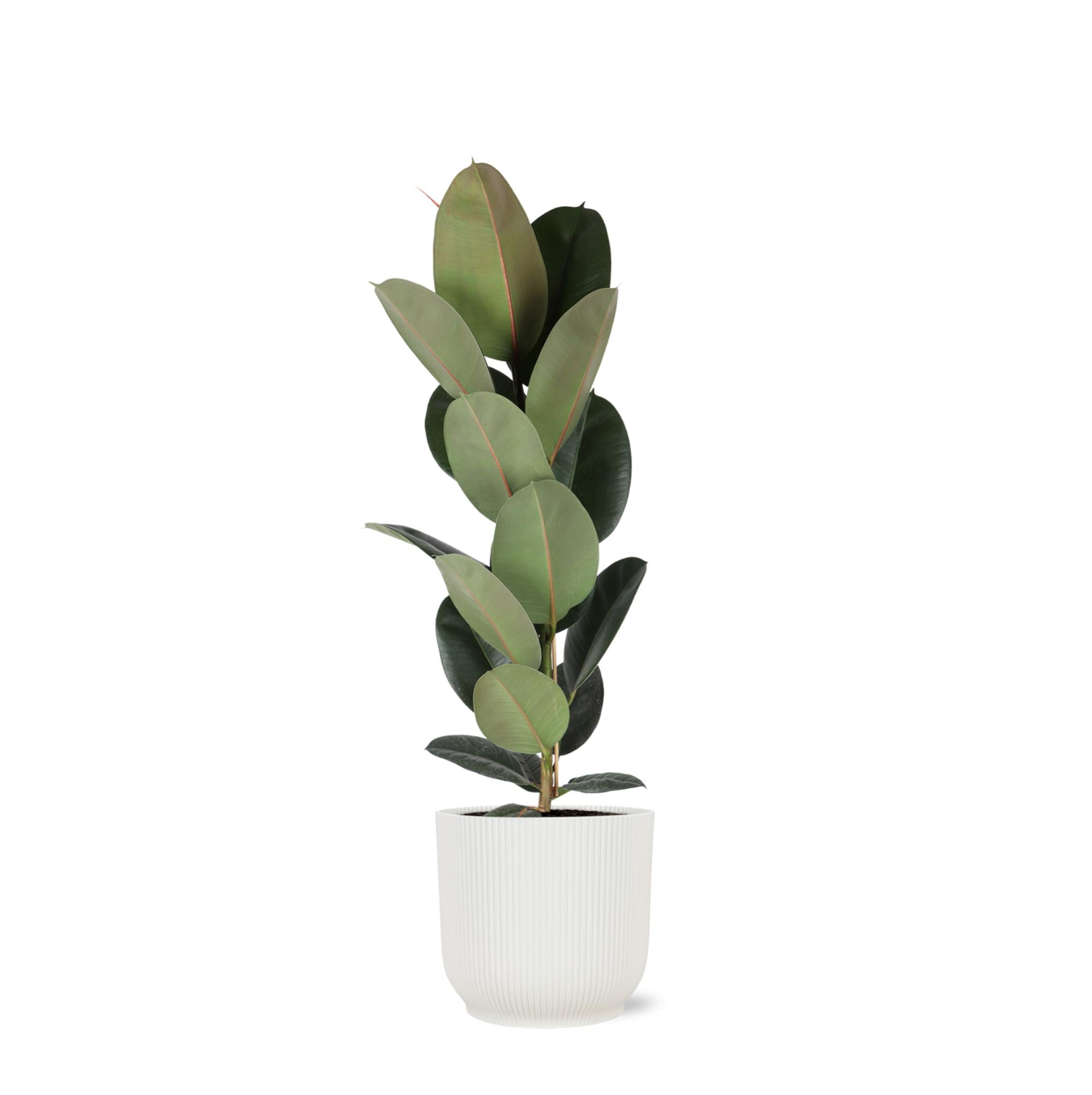 Ficus Elastica Robusta – Ø21 cm – ↕90 cm im Vibes WHITE-Topf