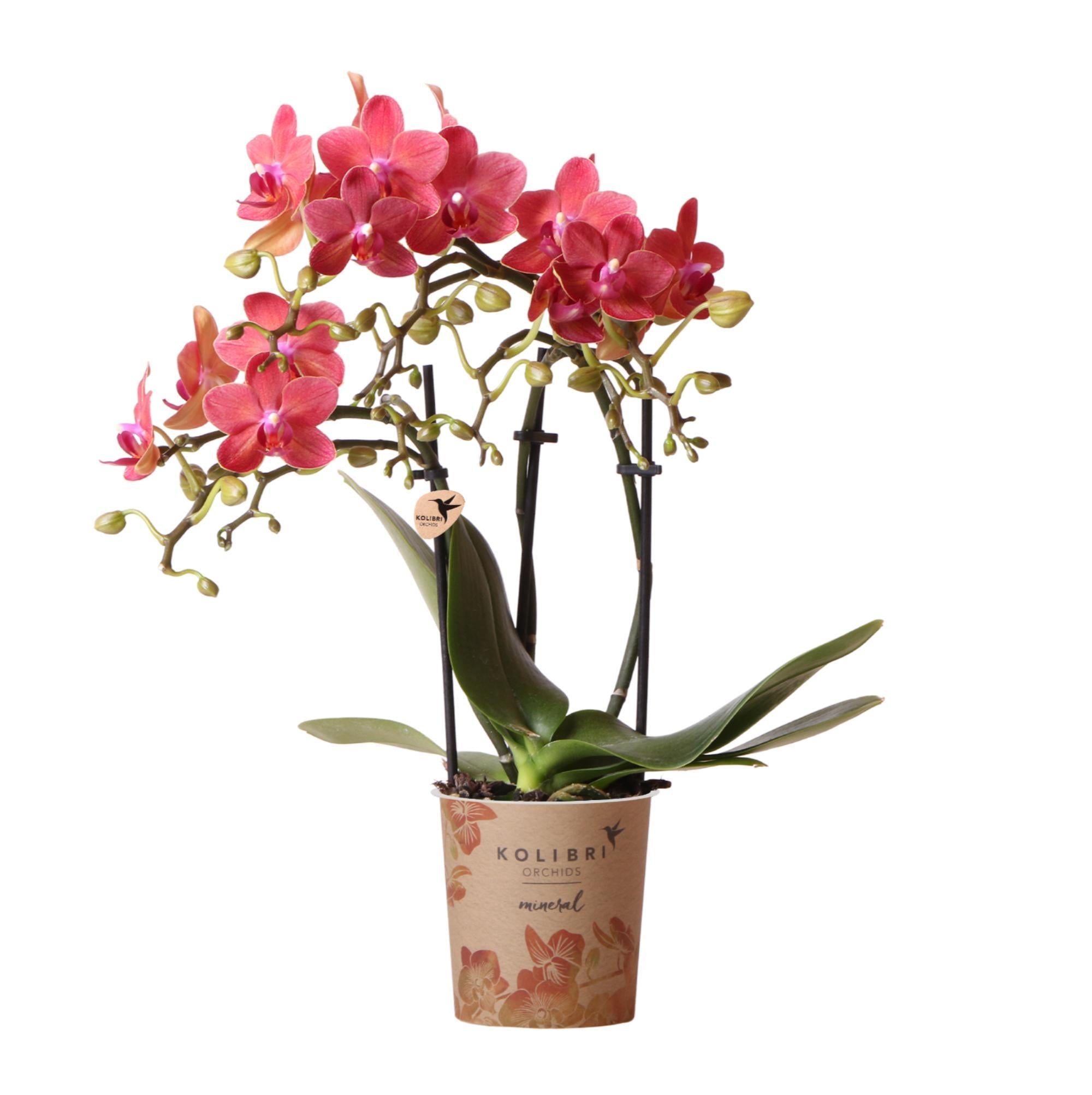 Kolibri-Orchideen | rote Phalaenopsis-Orchidee - Kongo - Spitzengröße