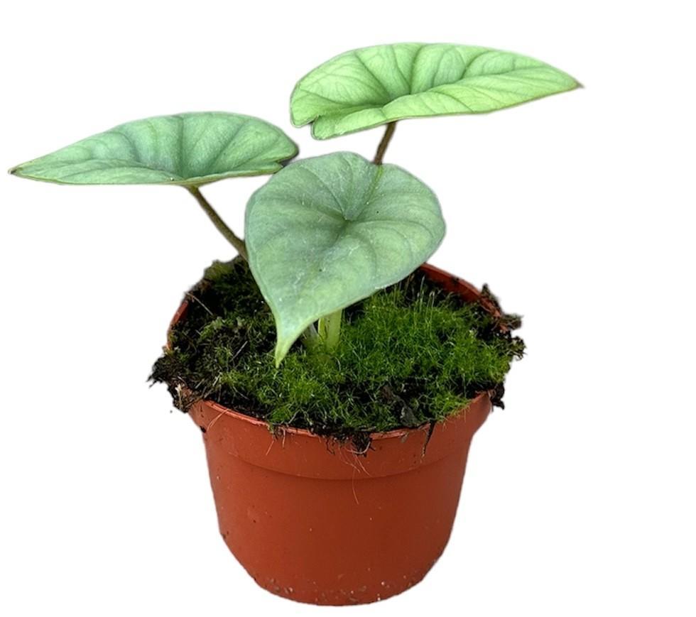 Alocasia Platinum – Ø10,5 cm – ↕15 cm