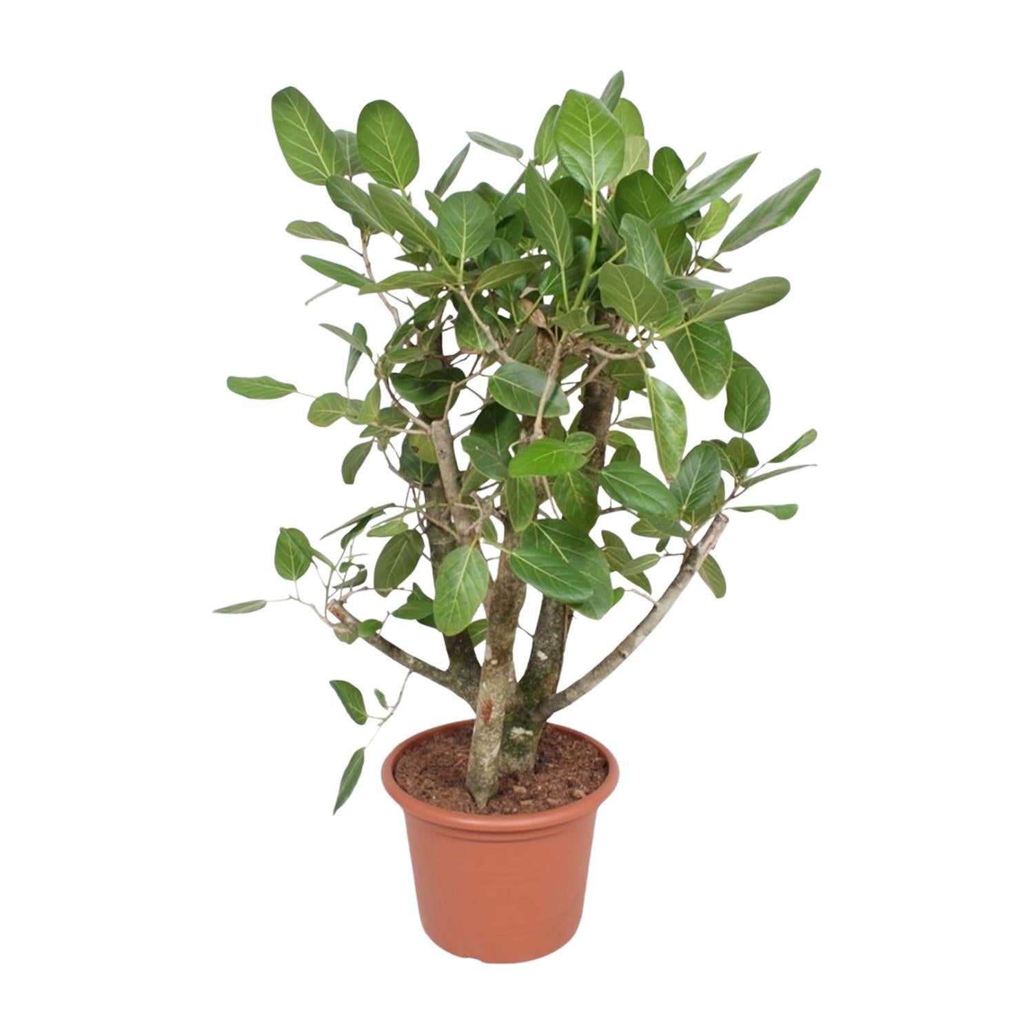 Ficus Benghalensis verzweigt – 140 cm – ø40