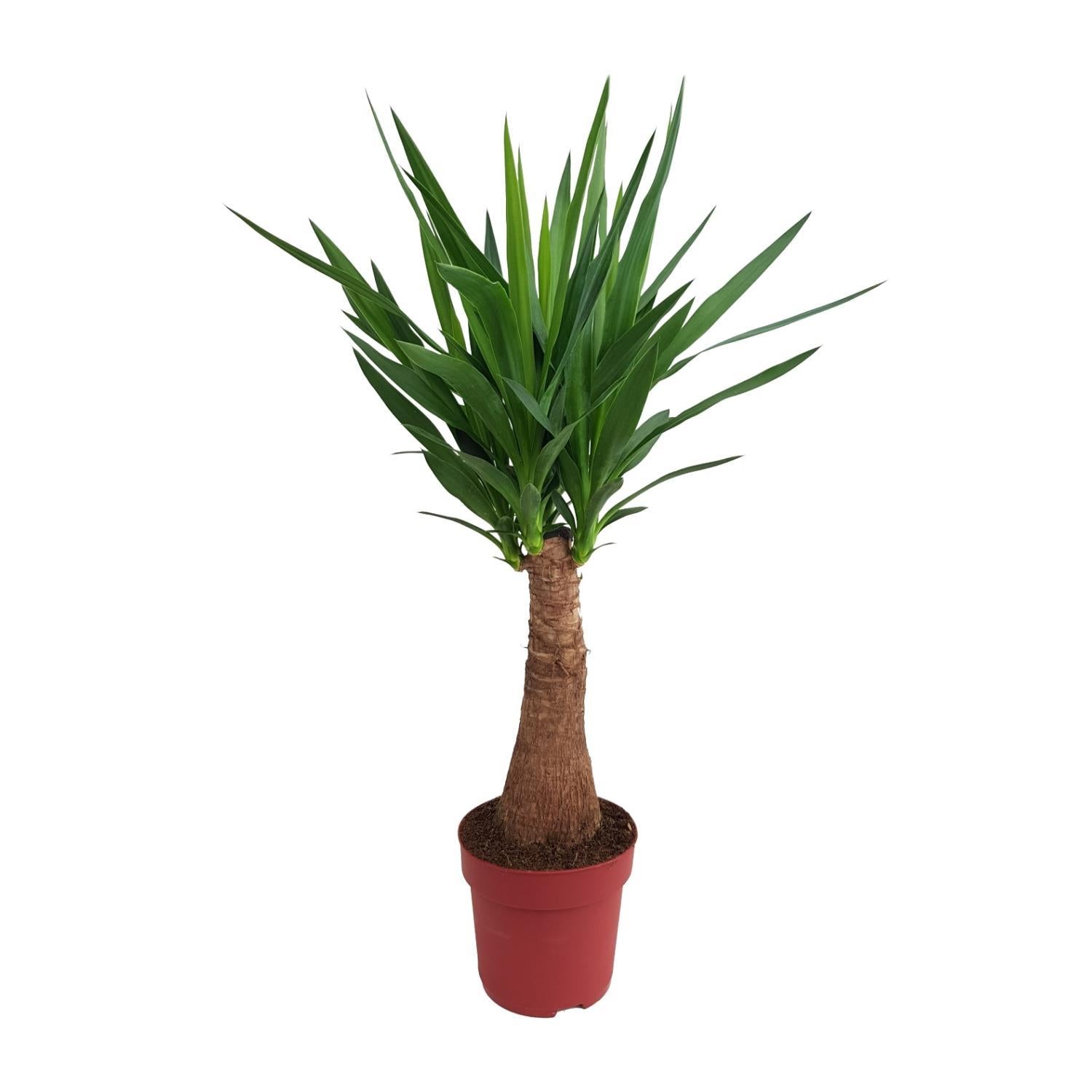 Yucca „Maya Tree“ 40Stamm P21 – Ø21cm – ↕100cm