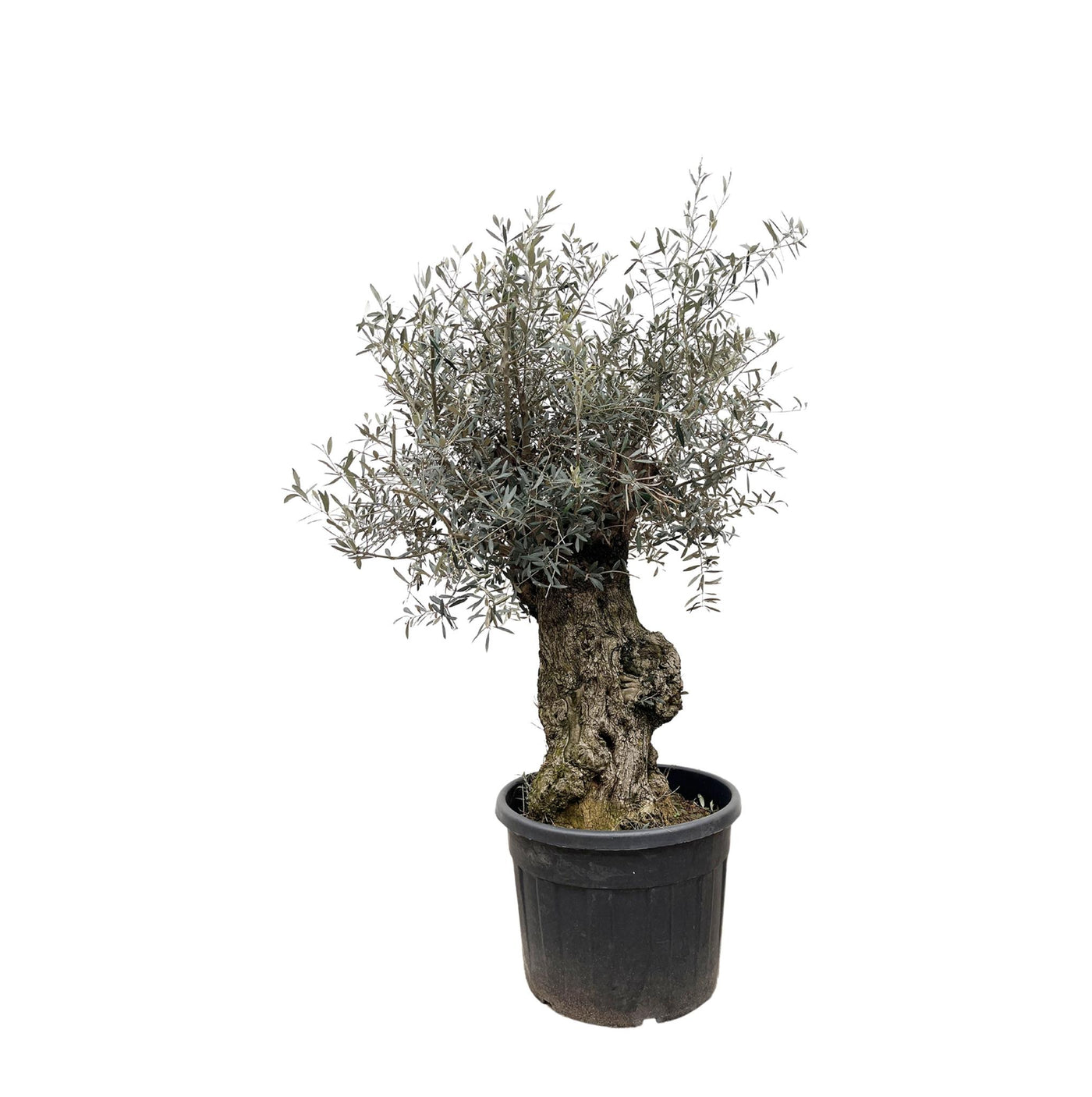 Olea Europaea Bonsai – 250 cm – Ø65 - Bonsai