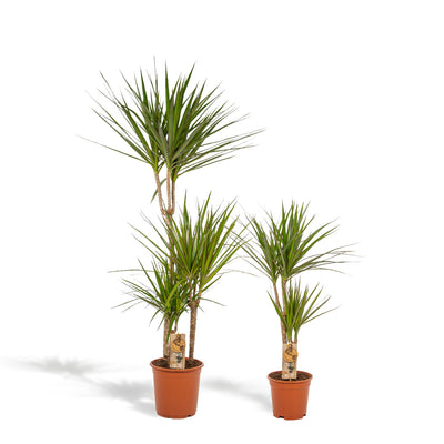 Dracaena - ↨120cm - Ø21cm + Dracaena - 70cm - Ø17cm - Drachenbaum