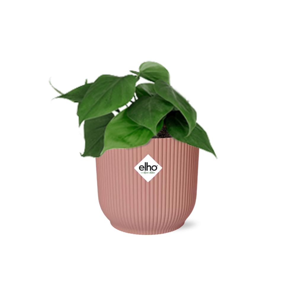 Philodendron Scandens in ELHO Vibes Fold 14cm rosa