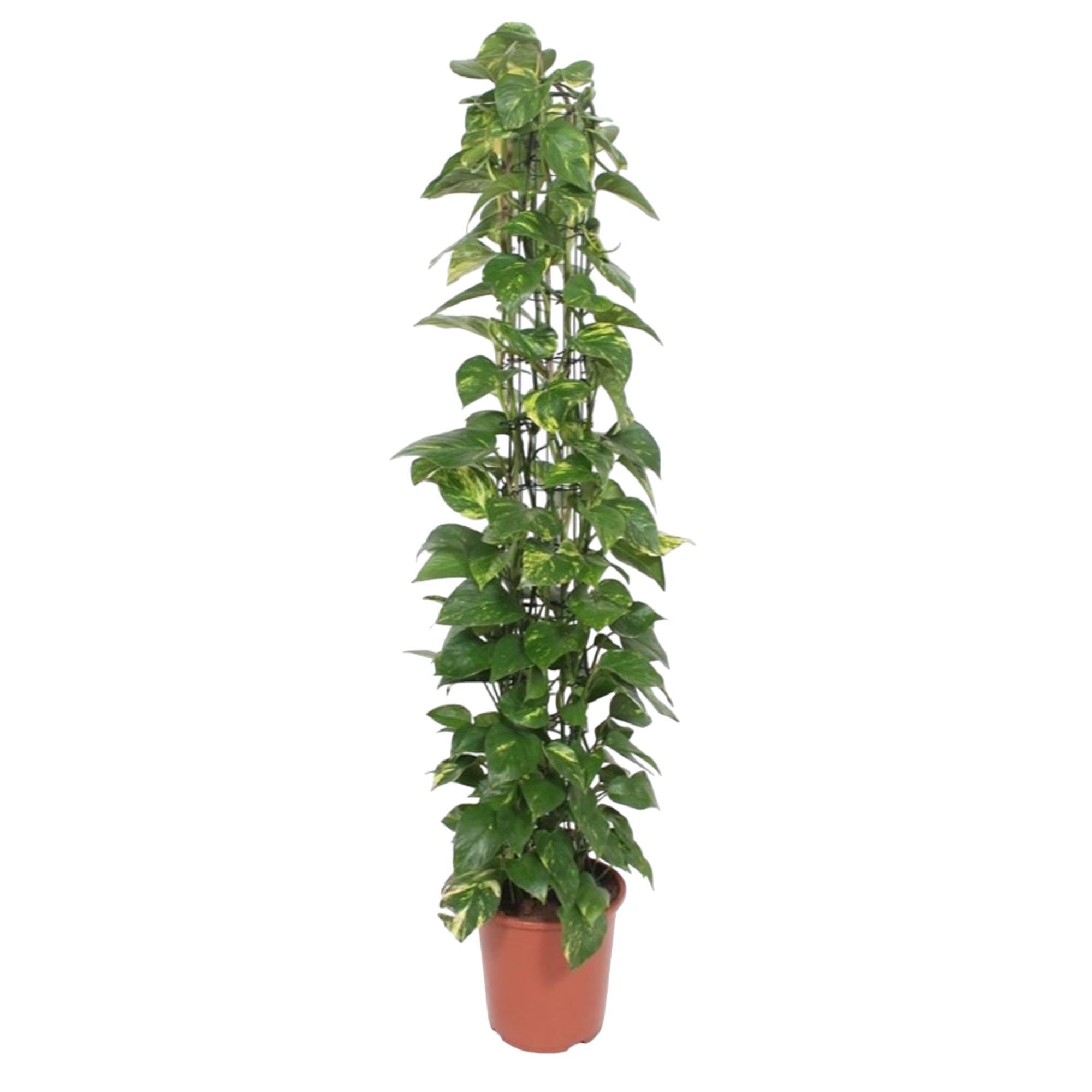 Epipremnum Aureum-Gittergestell – 160 cm – ø27