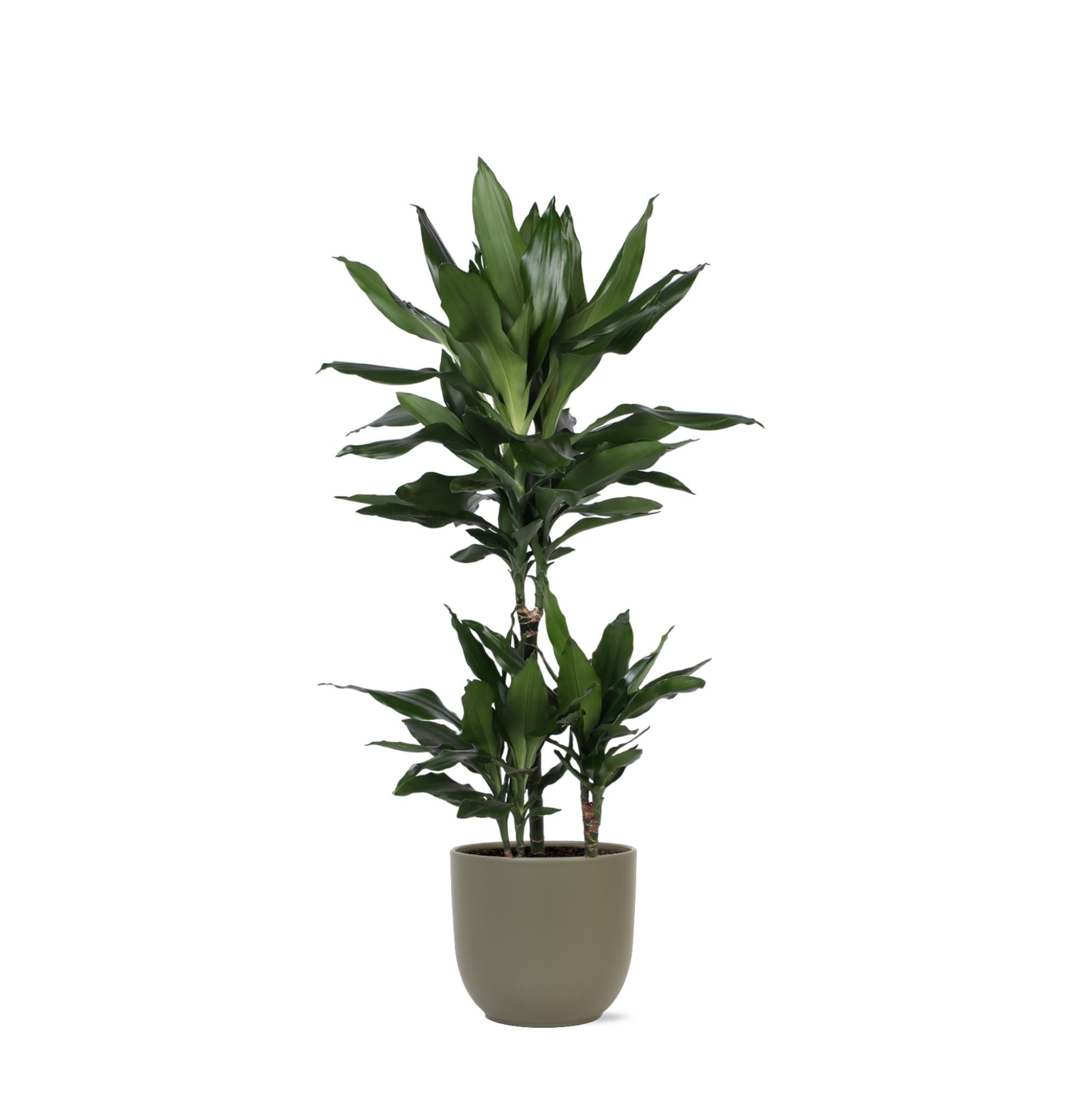 Dracaena Janet Lind Ø21cm - ↕90cm im Boule OLIVE Topf